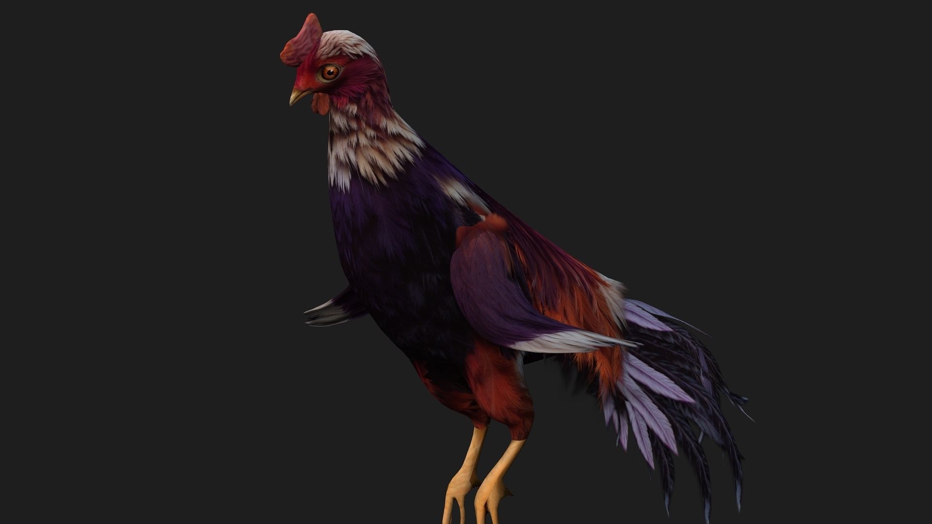 Chicken A6 Low-poly 3D model_11