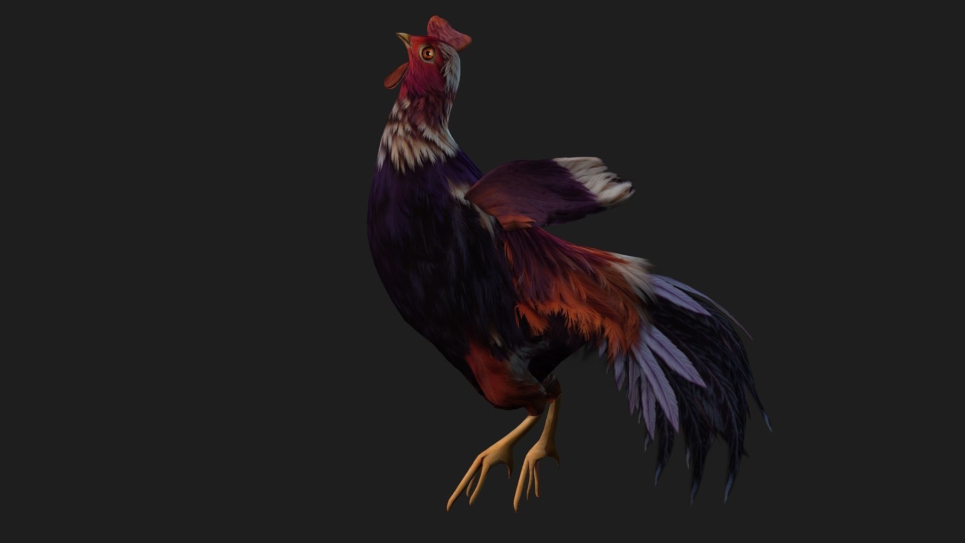 Chicken A6 Low-poly 3D model_7