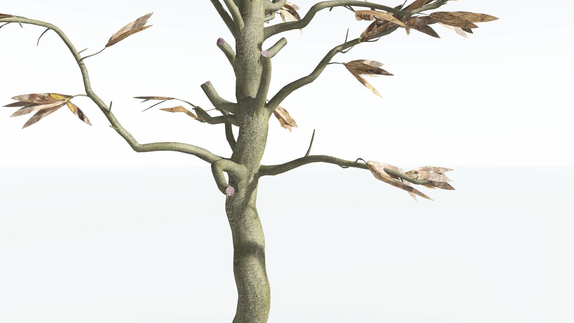 EVERYPlant Cordaites 1 --12 Models-- 3D model_11