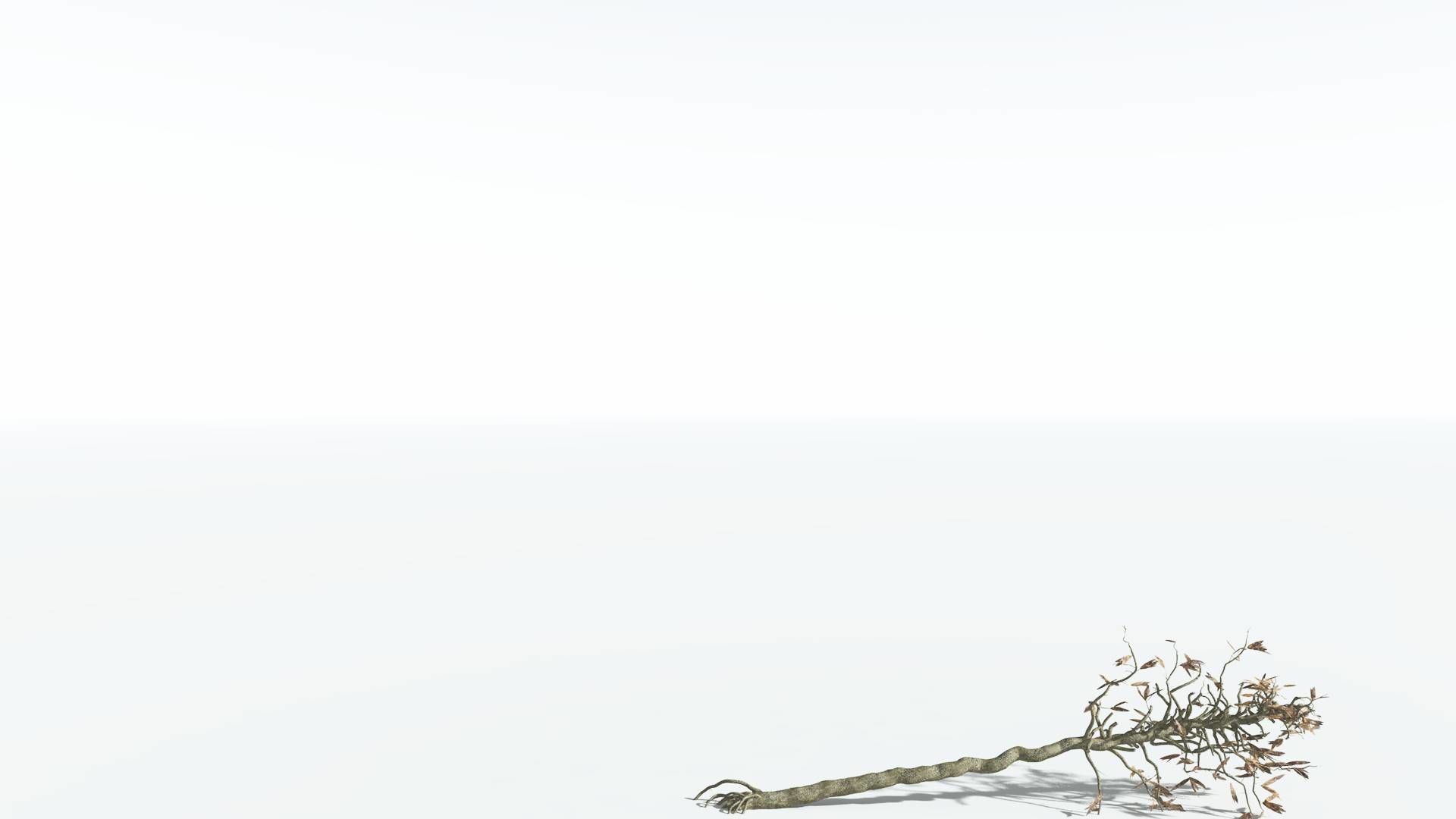 EVERYPlant Cordaites 1 --12 Models-- 3D model_12