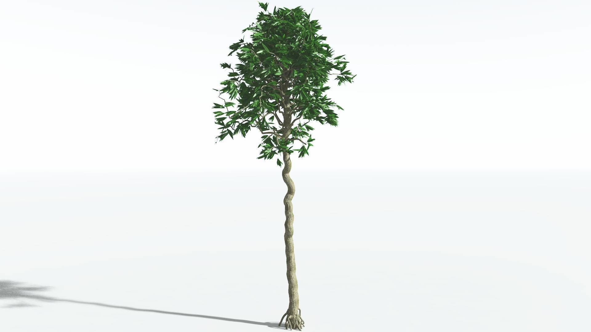 EVERYPlant Cordaites 1 --12 Models-- 3D model_14