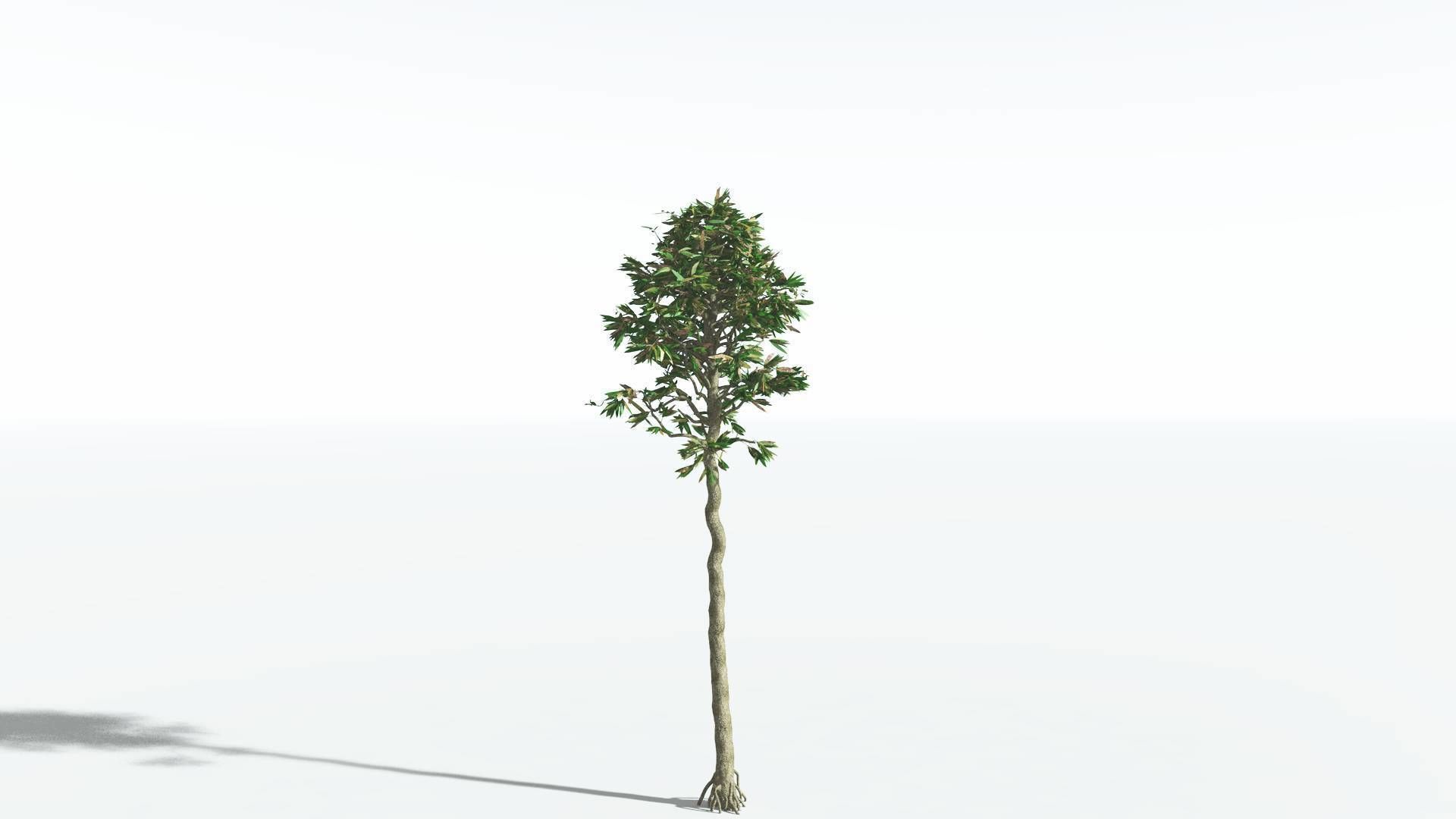 EVERYPlant Cordaites 1 --12 Models-- 3D model_6