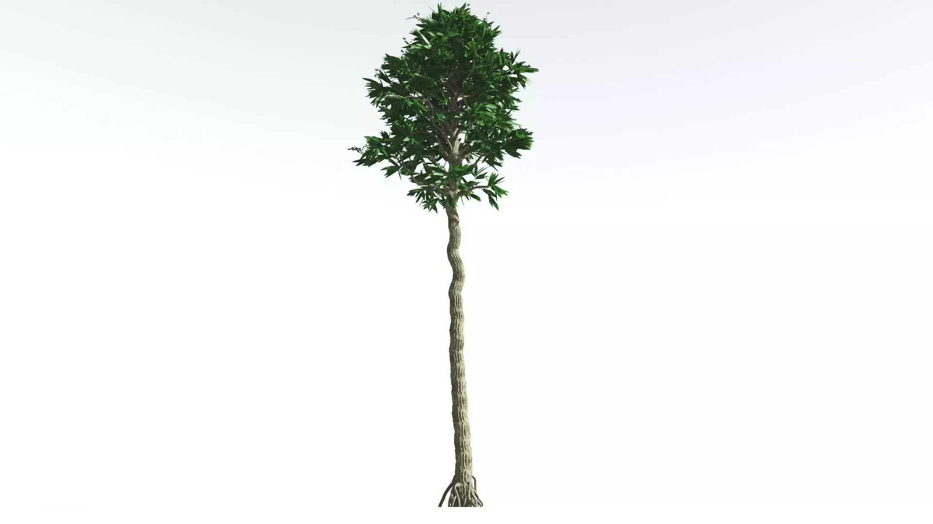 EVERYPlant Cordaites 1 --12 Models-- 3D model_0