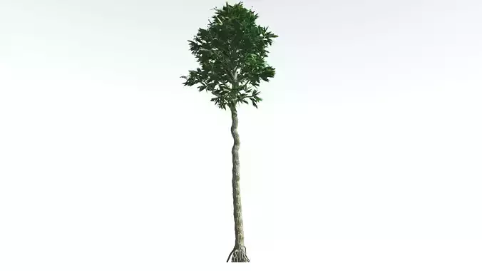 EVERYPlant Cordaites 1 --12 Models-- 3D model