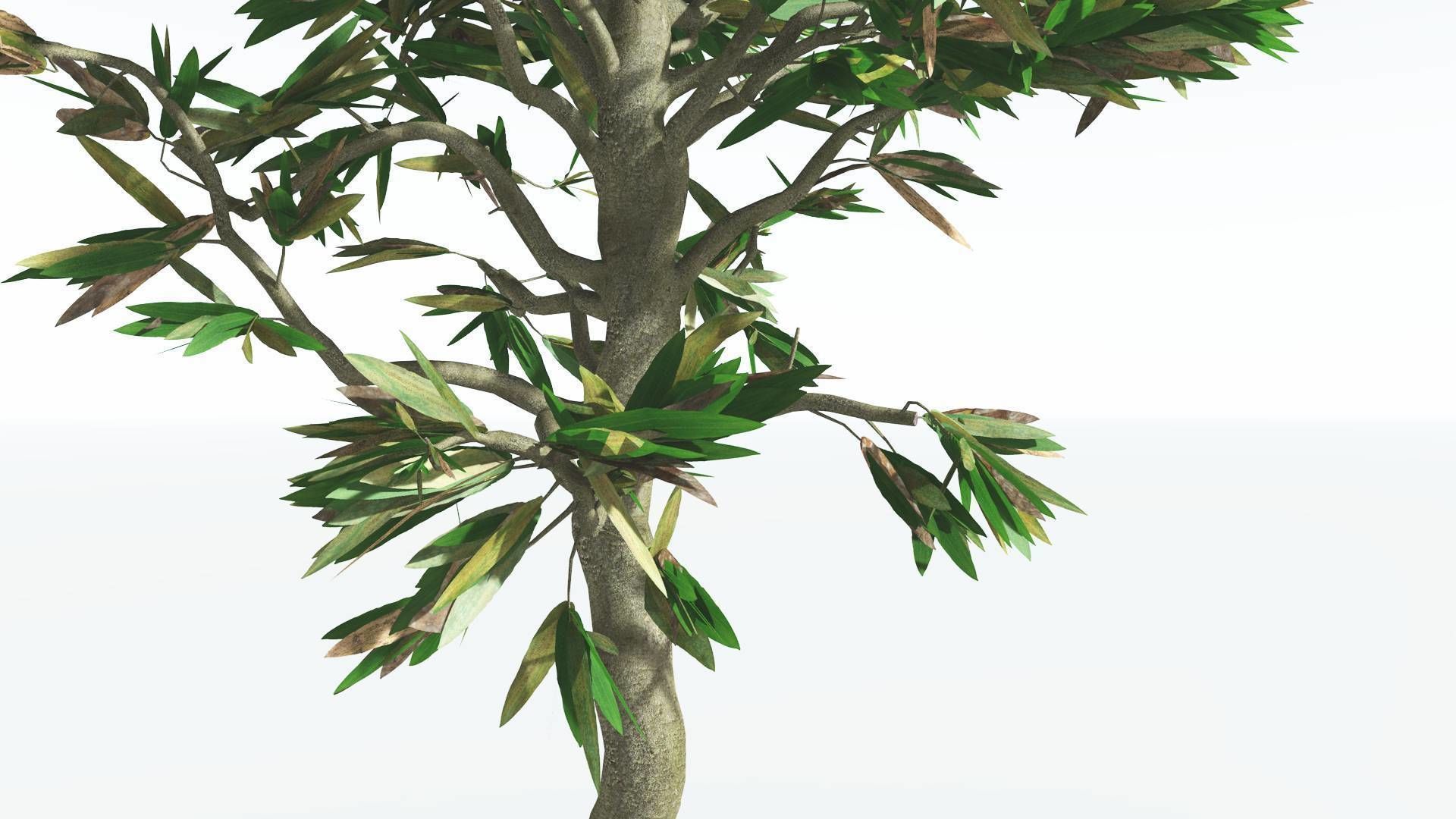 EVERYPlant Cordaites 1 --12 Models-- 3D model_7