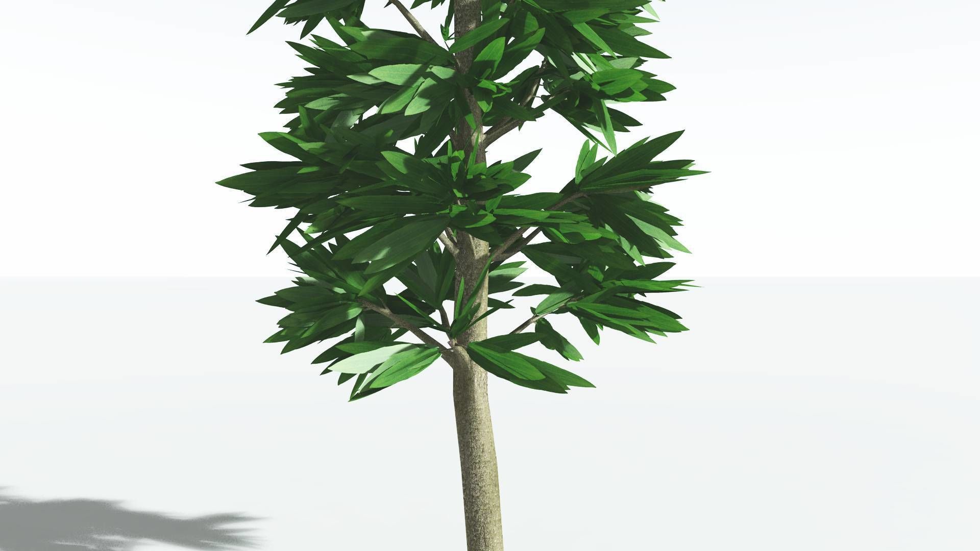 EVERYPlant Cordaites 1 --12 Models-- 3D model_19