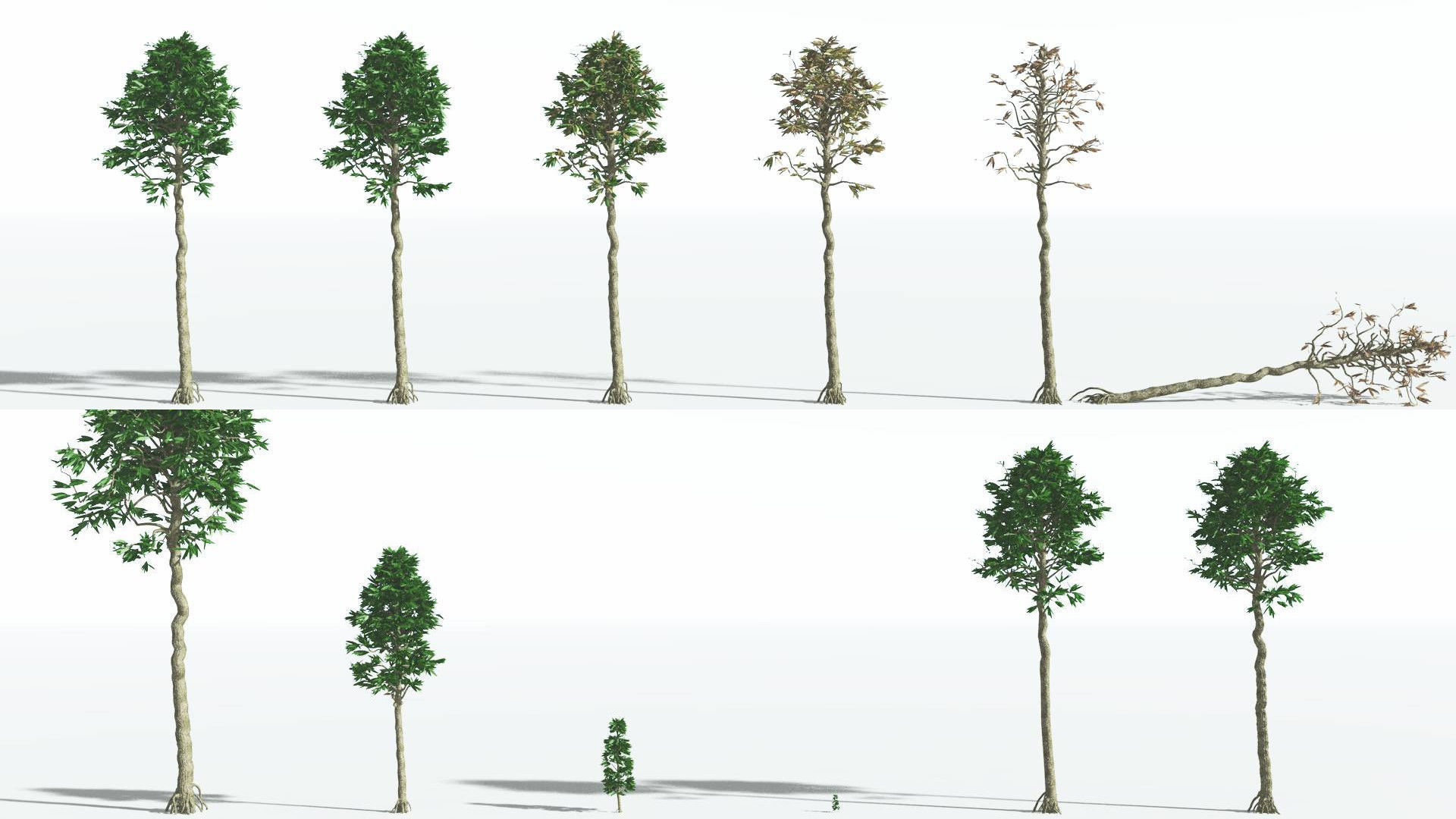 EVERYPlant Cordaites 1 --12 Models-- 3D model_1