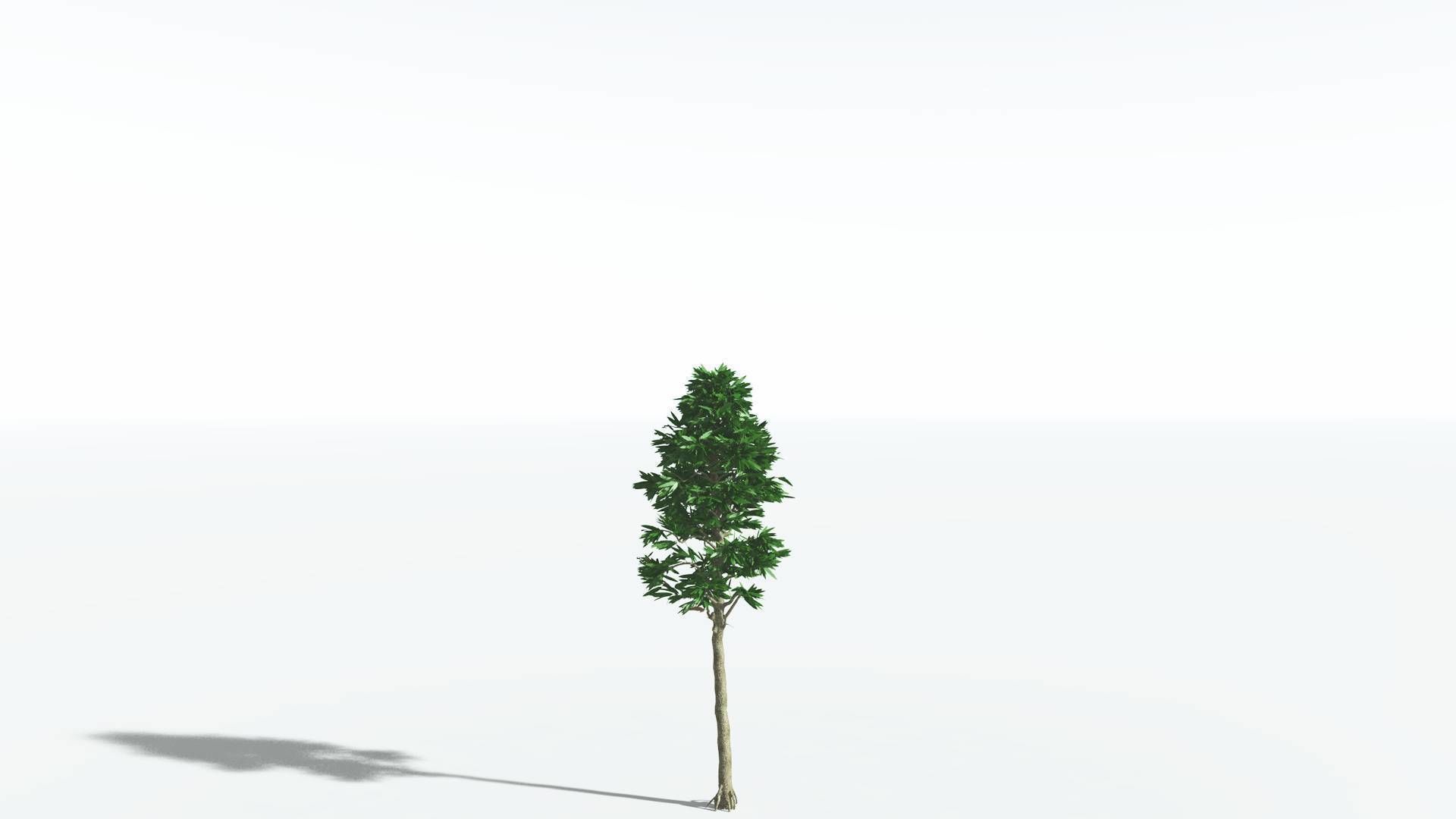 EVERYPlant Cordaites 1 --12 Models-- 3D model_16