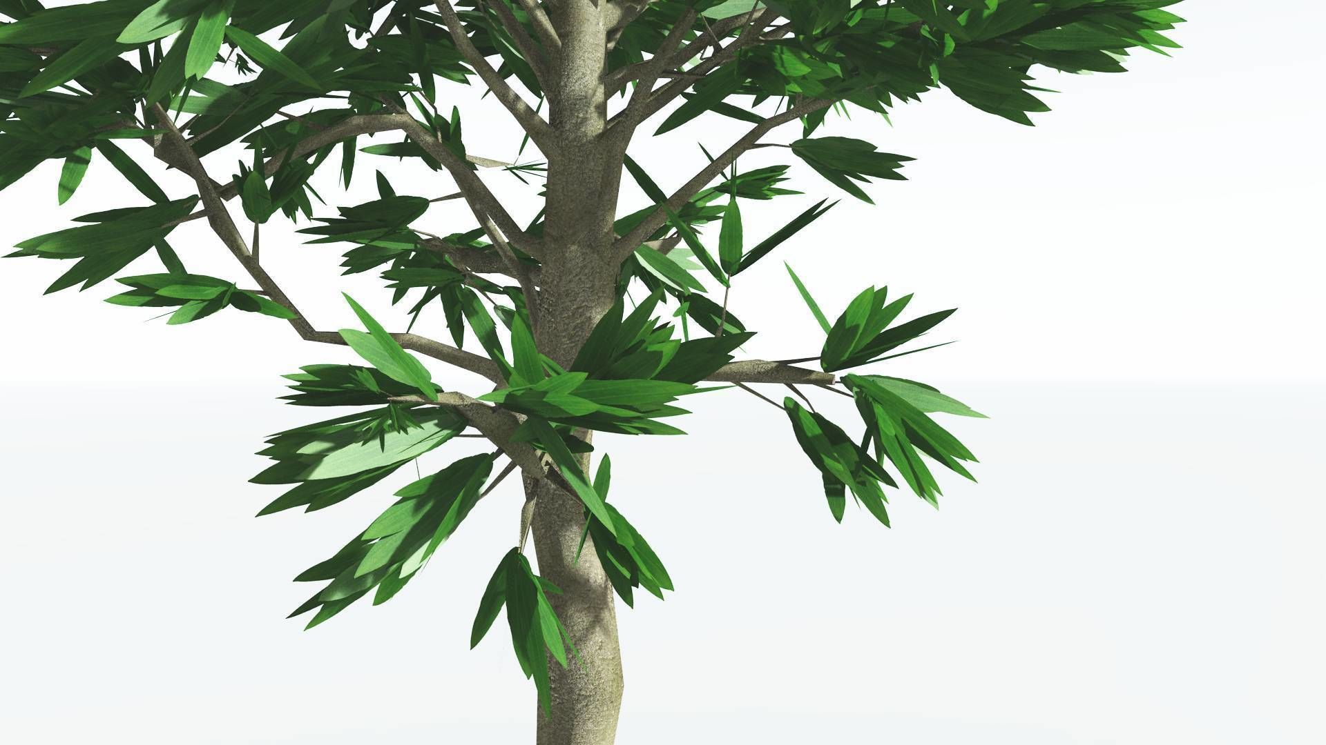 EVERYPlant Cordaites 1 --12 Models-- 3D model_23