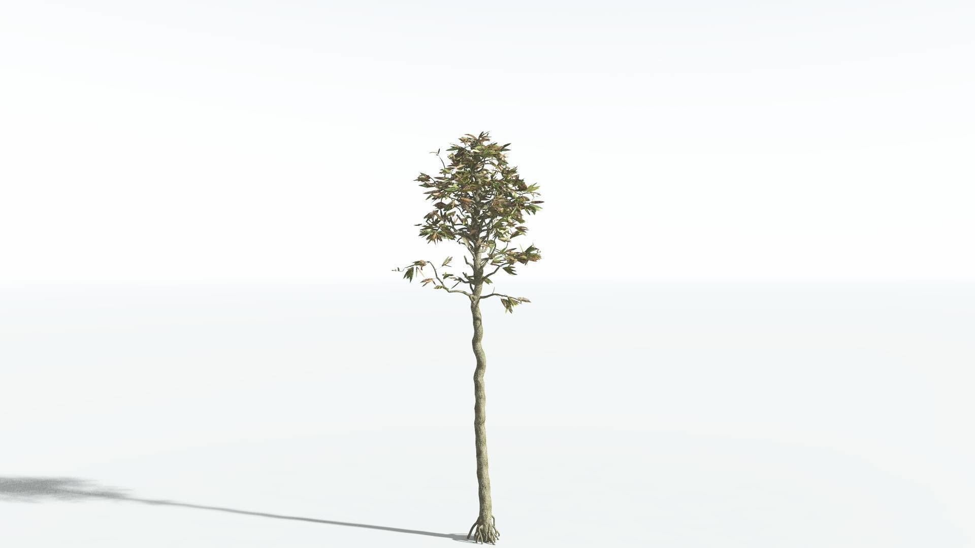 EVERYPlant Cordaites 1 --12 Models-- 3D model_8