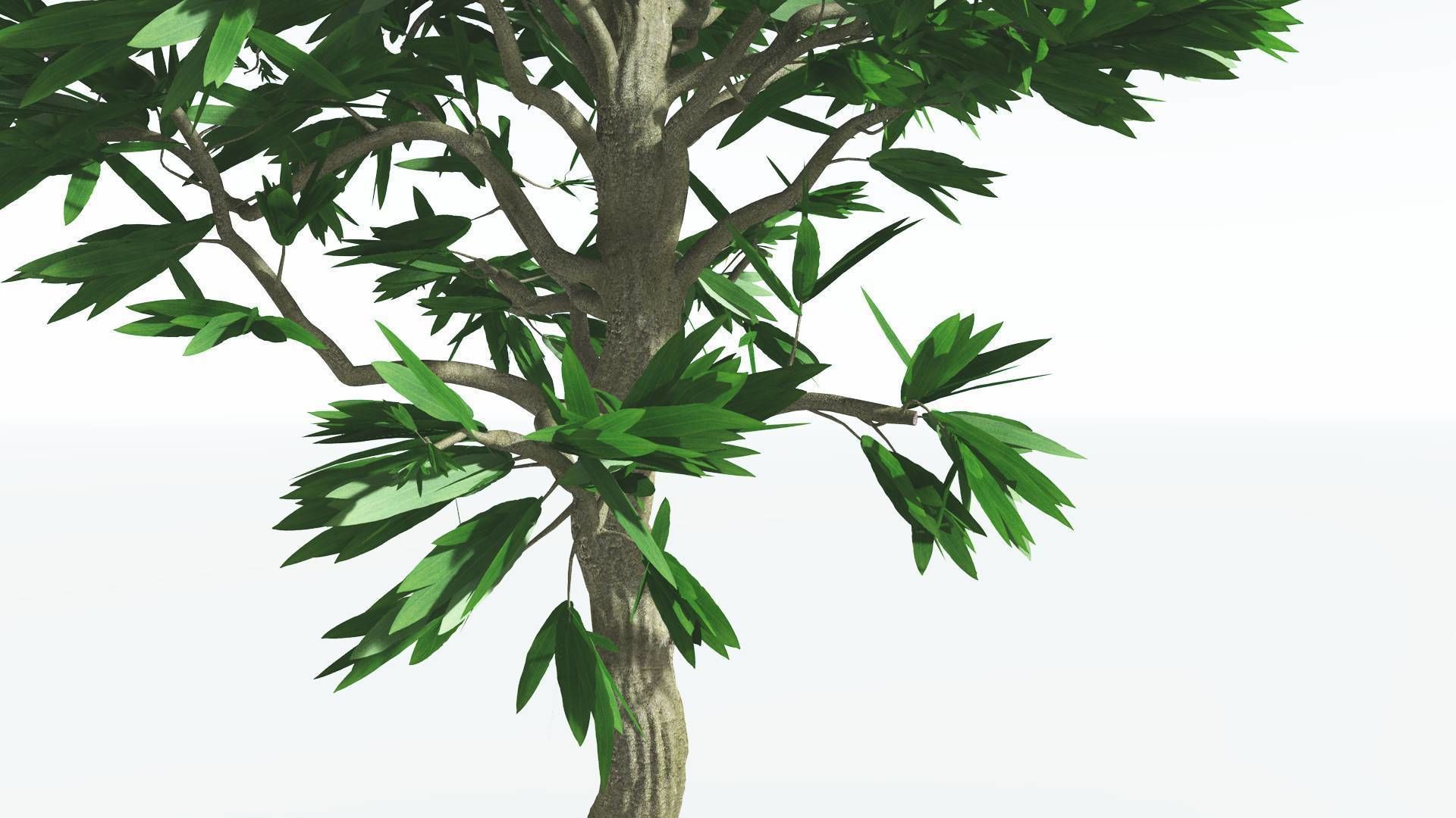 EVERYPlant Cordaites 1 --12 Models-- 3D model_25
