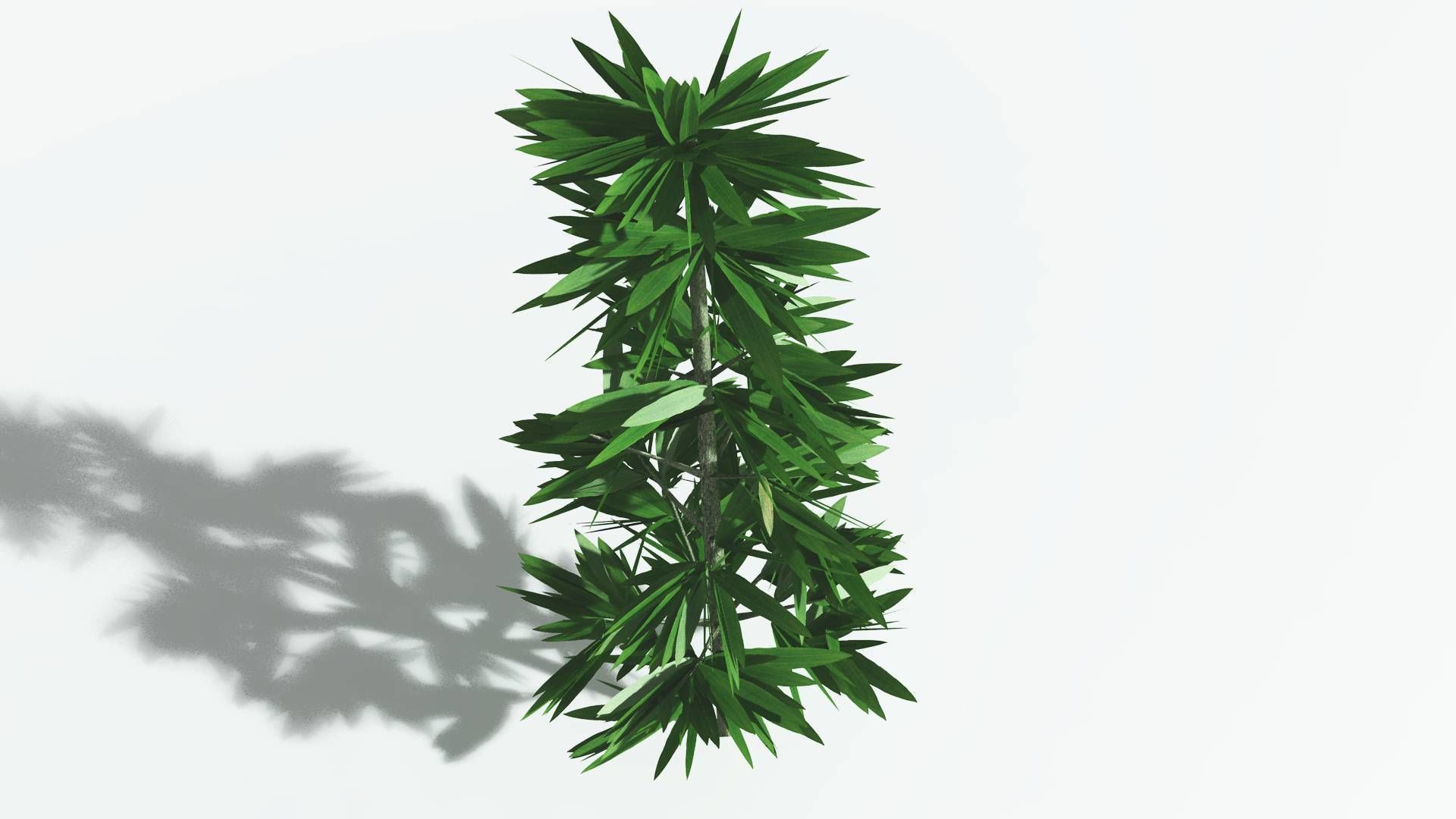 EVERYPlant Cordaites 1 --12 Models-- 3D model_21