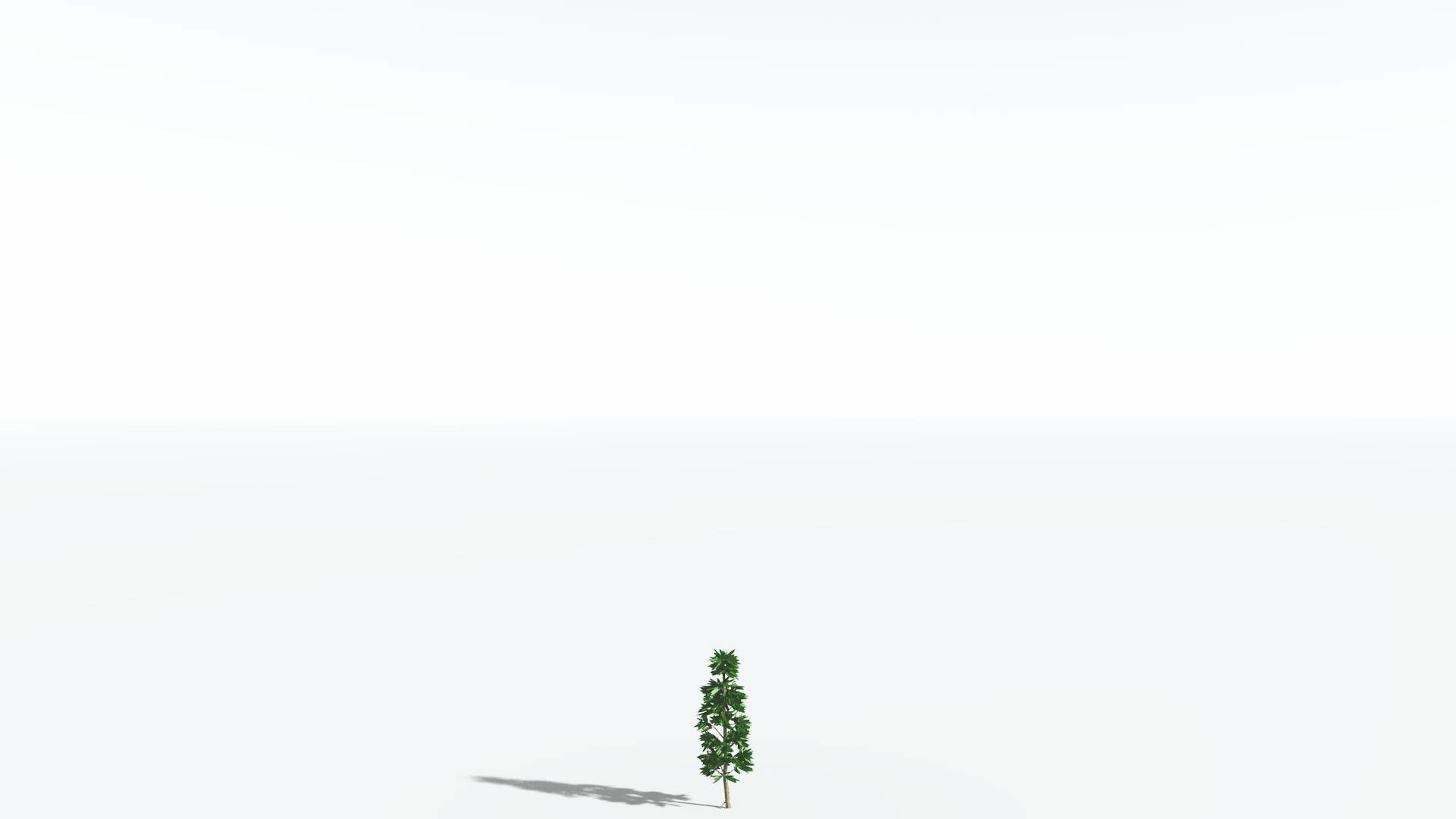 EVERYPlant Cordaites 1 --12 Models-- 3D model_18