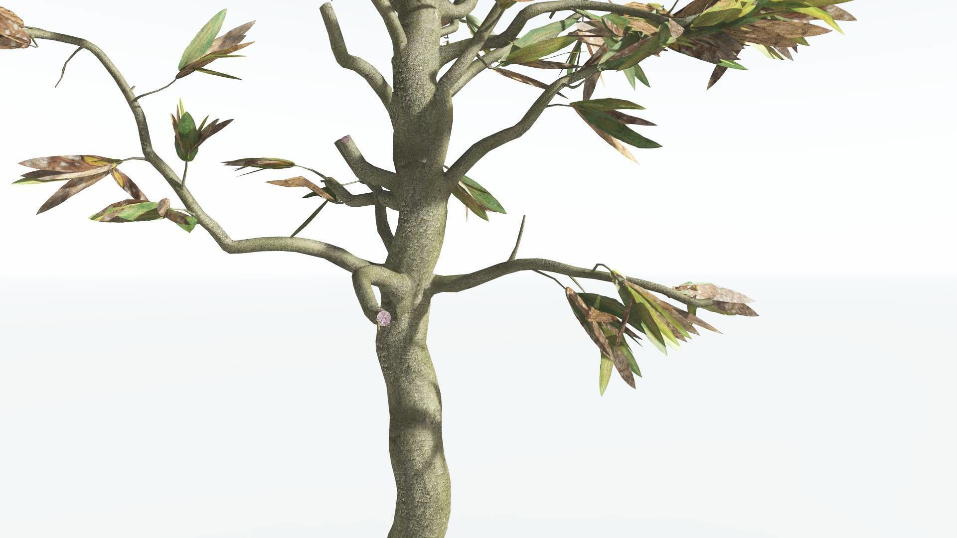 EVERYPlant Cordaites 1 --12 Models-- 3D model_9