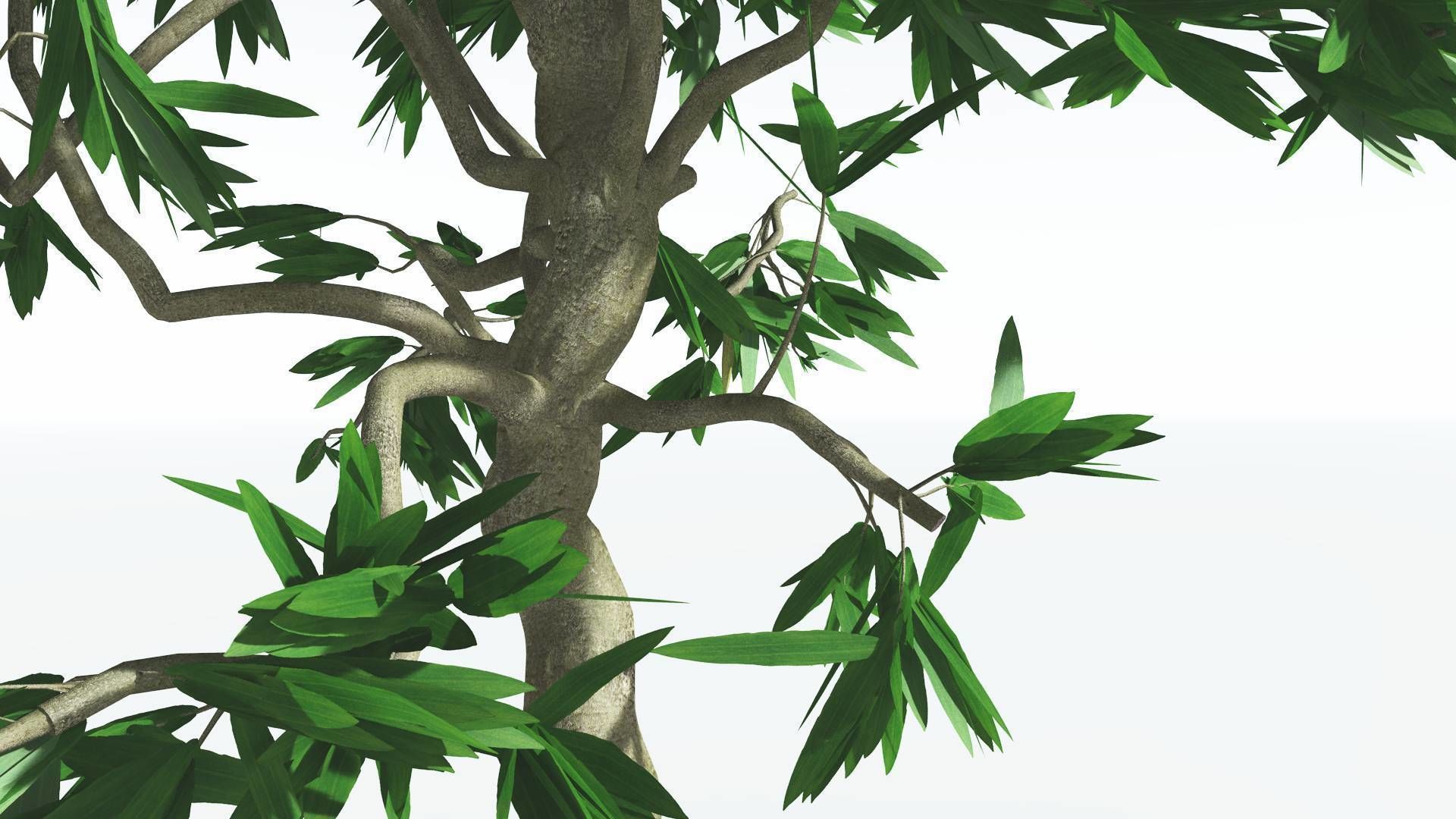 EVERYPlant Cordaites 1 --12 Models-- 3D model_15
