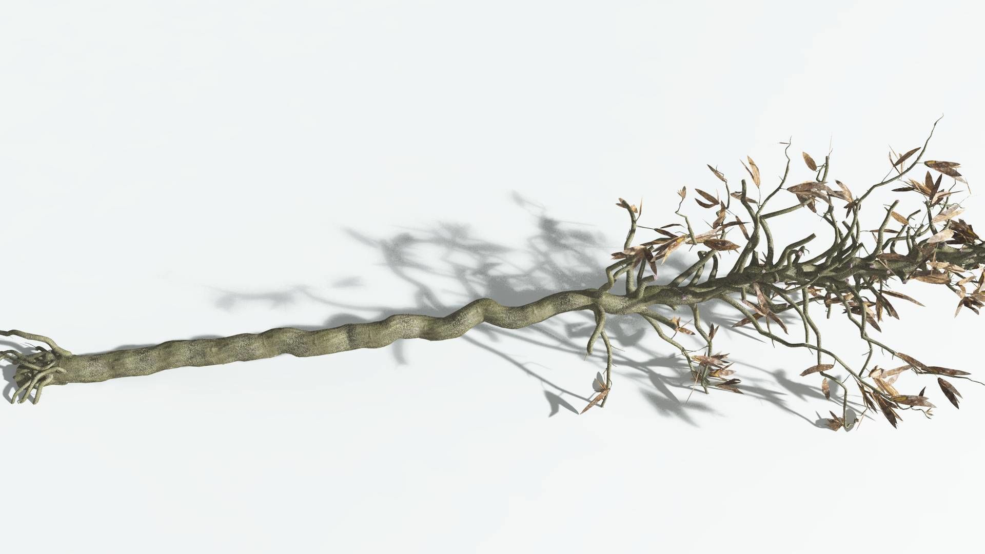 EVERYPlant Cordaites 1 --12 Models-- 3D model_13