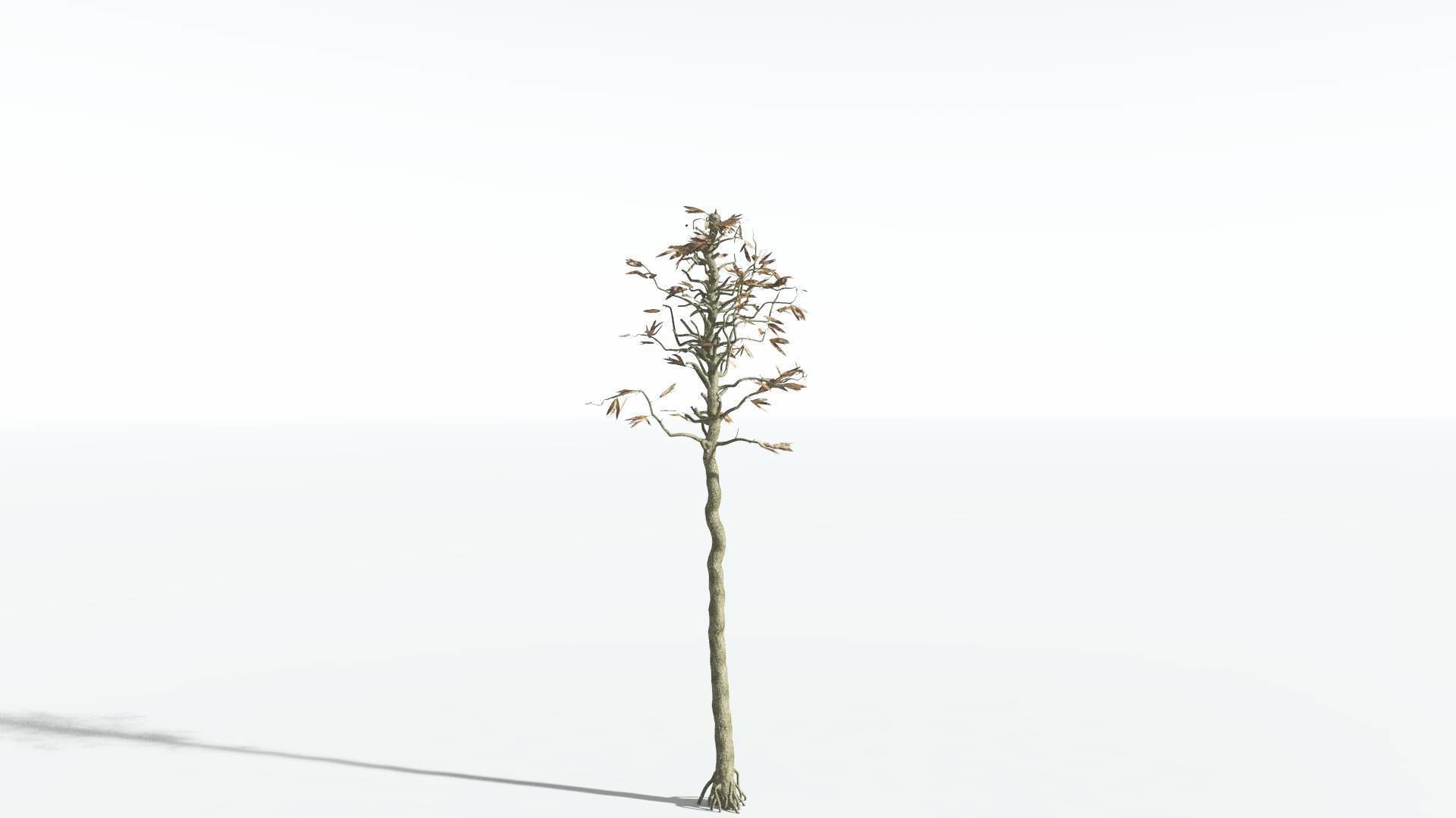 EVERYPlant Cordaites 1 --12 Models-- 3D model_10