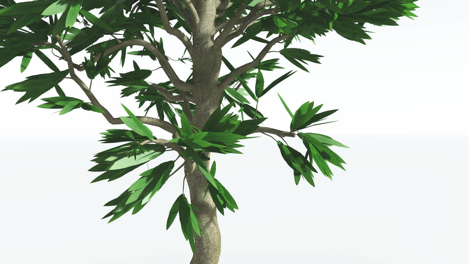 EVERYPlant Cordaites 1 --12 Models-- 3D model_3