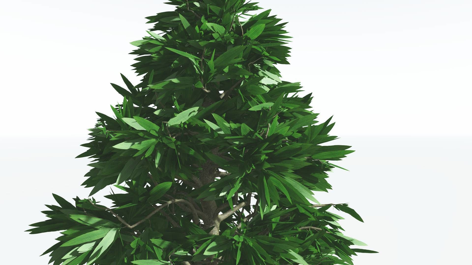EVERYPlant Cordaites 1 --12 Models-- 3D model_17