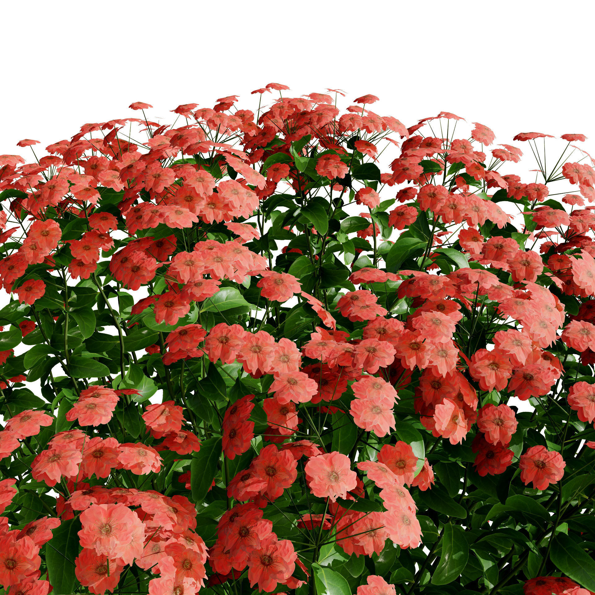 Goldmound Spiraea flowering plants Low-poly 3D model_8