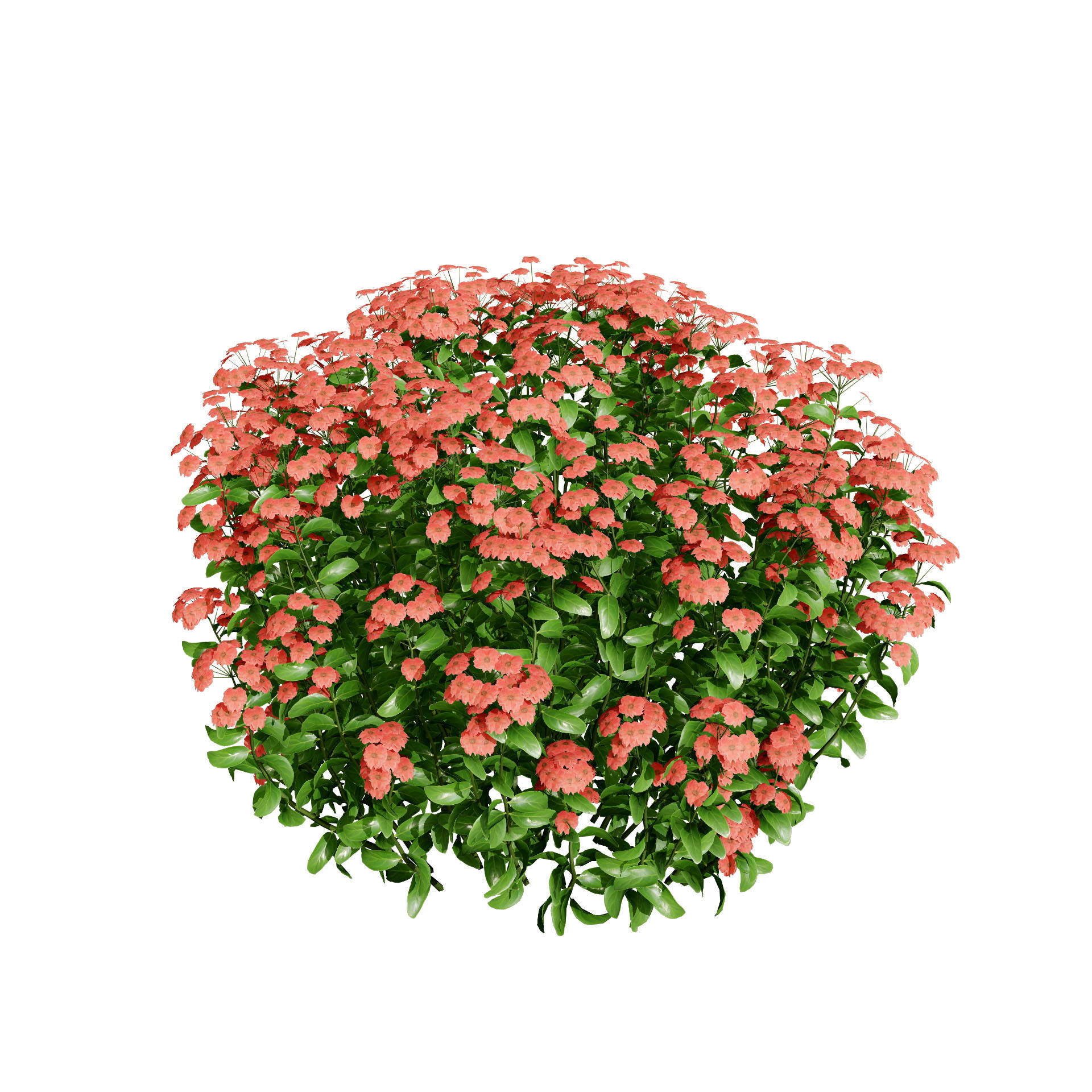 Goldmound Spiraea flowering plants Low-poly 3D model_7