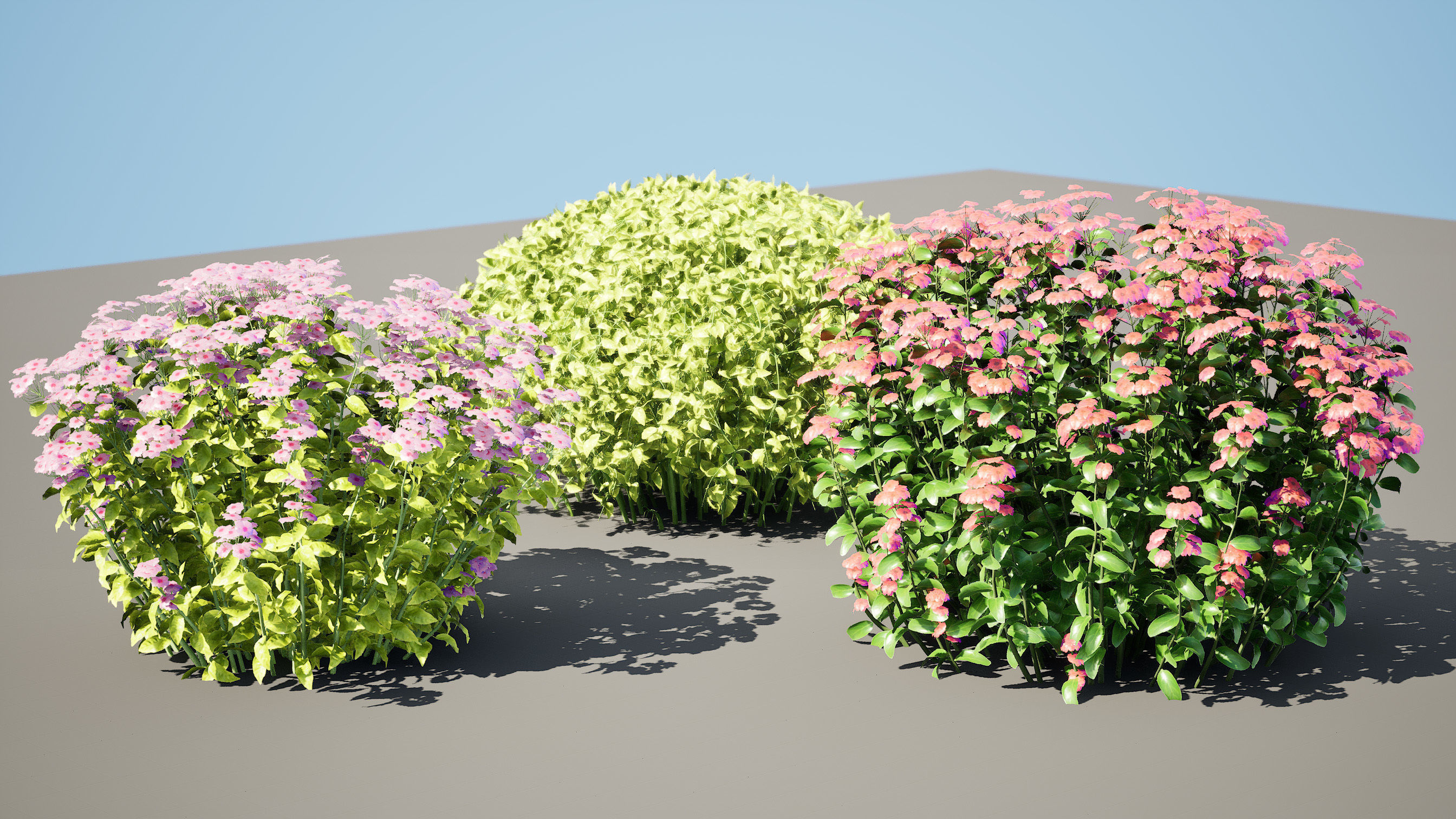 Goldmound Spiraea flowering plants Low-poly 3D model_4