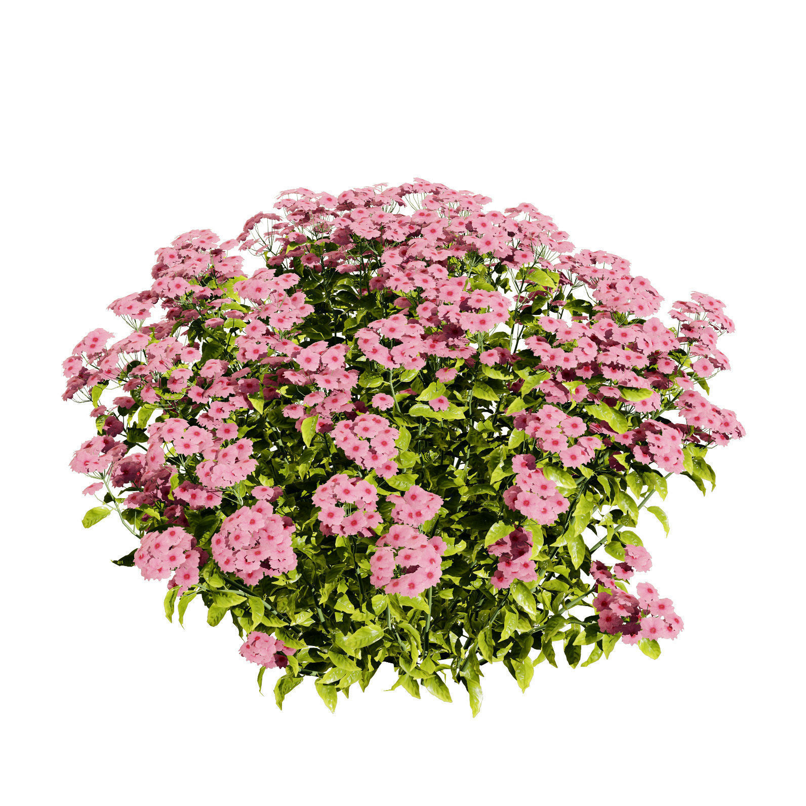 Goldmound Spiraea flowering plants Low-poly 3D model_3