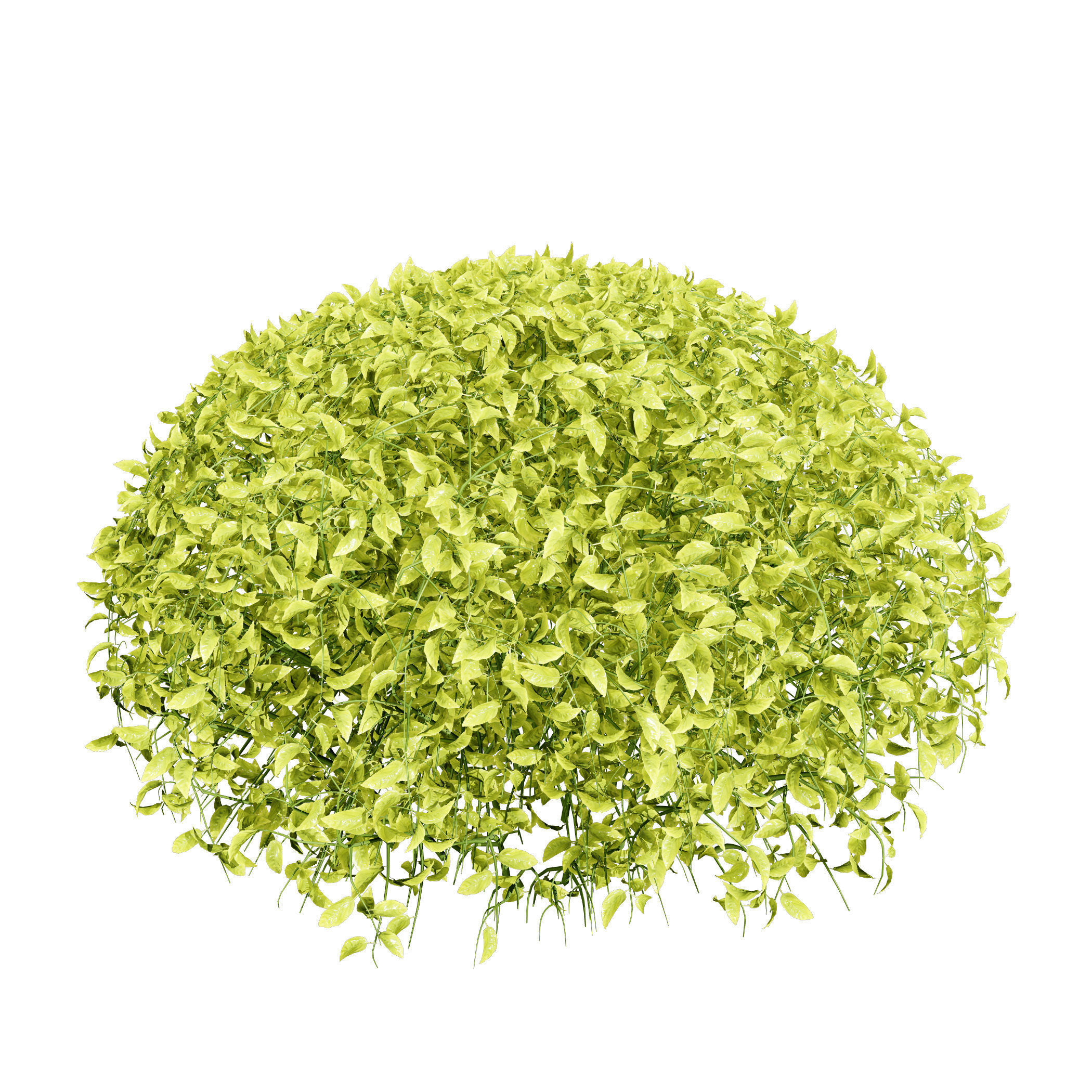 Goldmound Spiraea flowering plants Low-poly 3D model_10