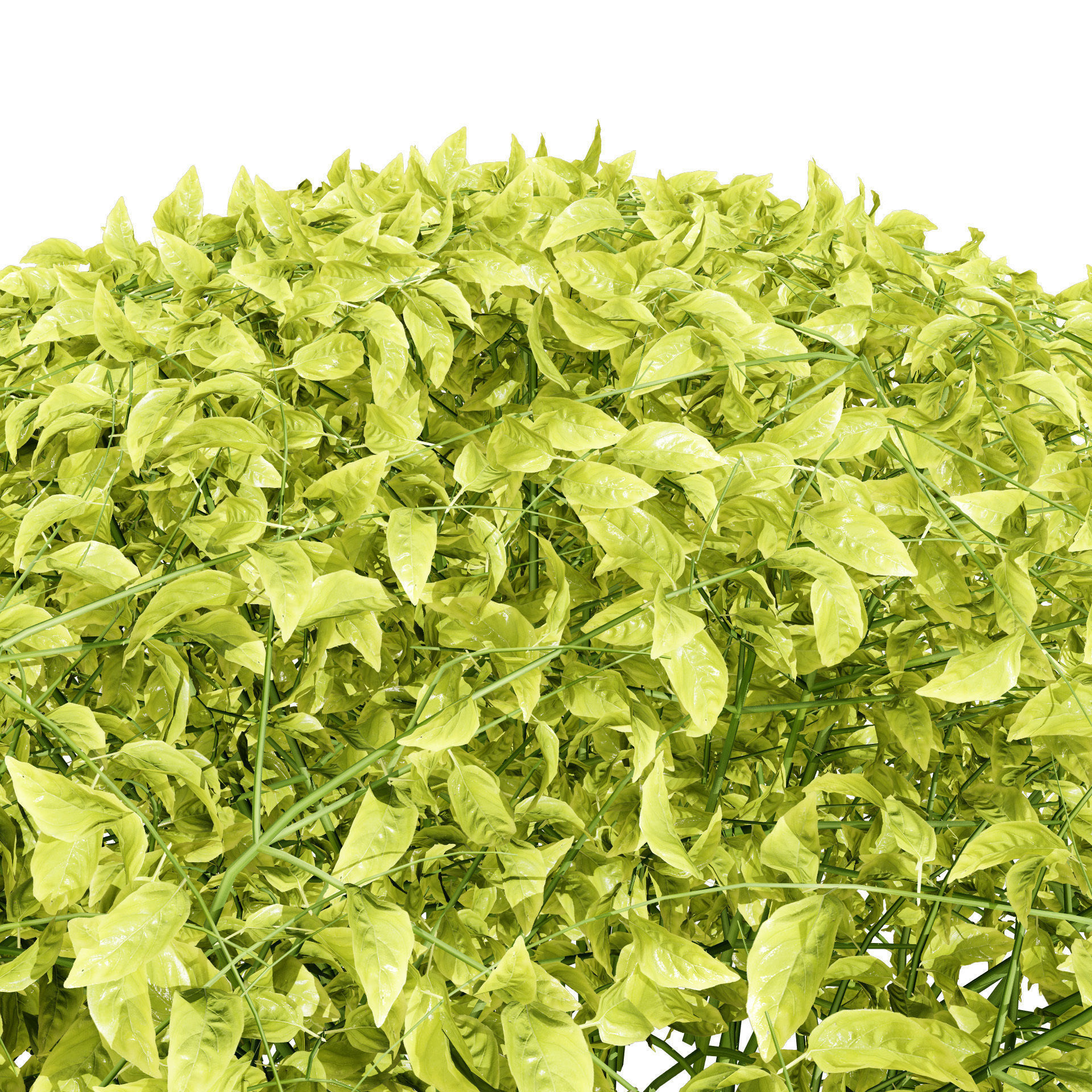 Goldmound Spiraea flowering plants Low-poly 3D model_11