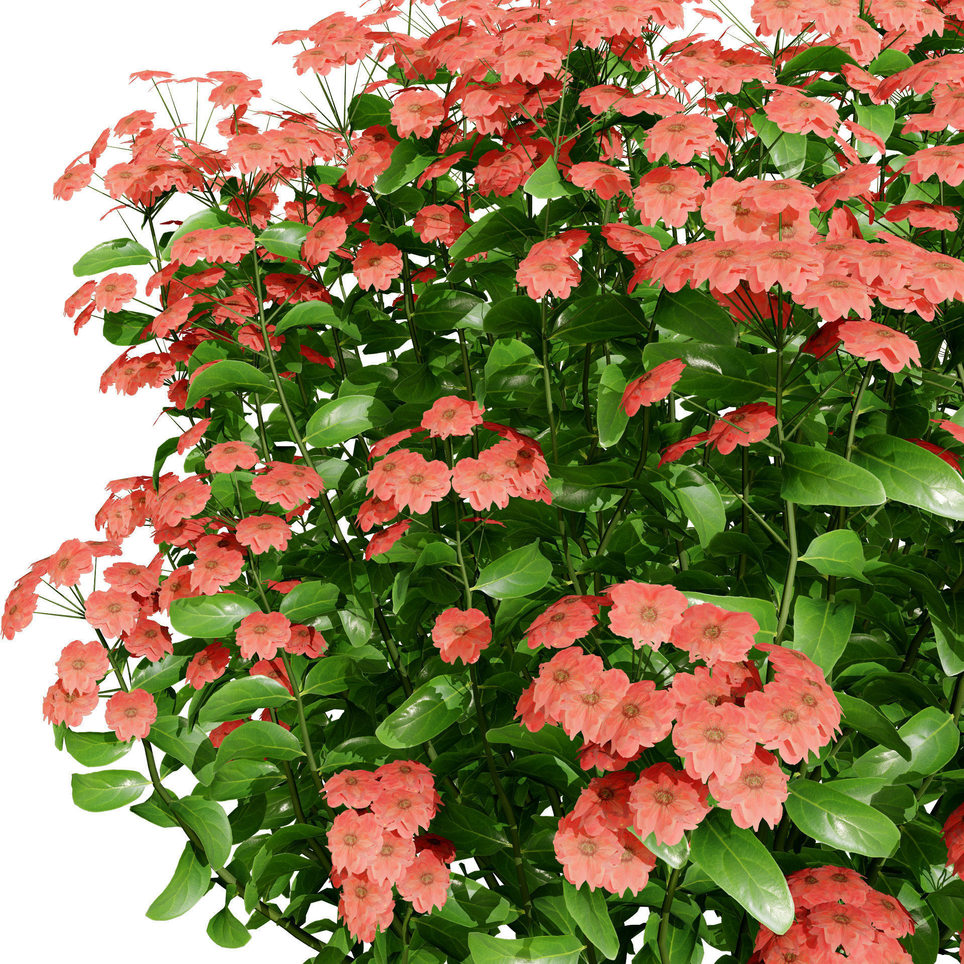 Goldmound Spiraea flowering plants Low-poly 3D model_9