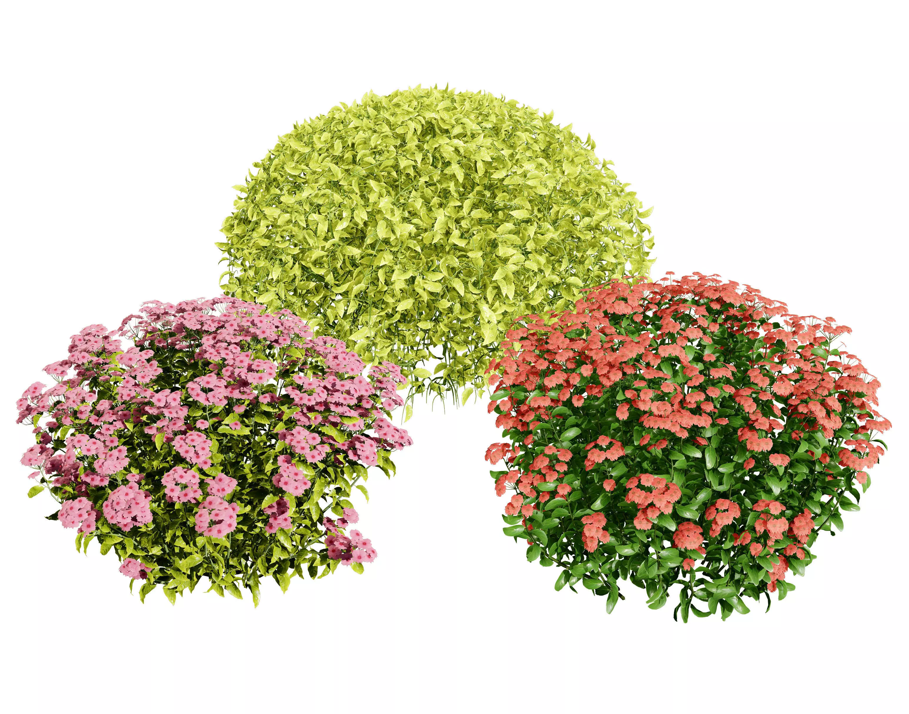 Goldmound Spiraea flowering plants Low-poly 3D model_0