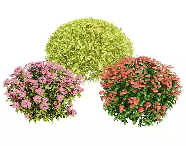 Goldmound Spiraea flowering plants Low-poly 3D model