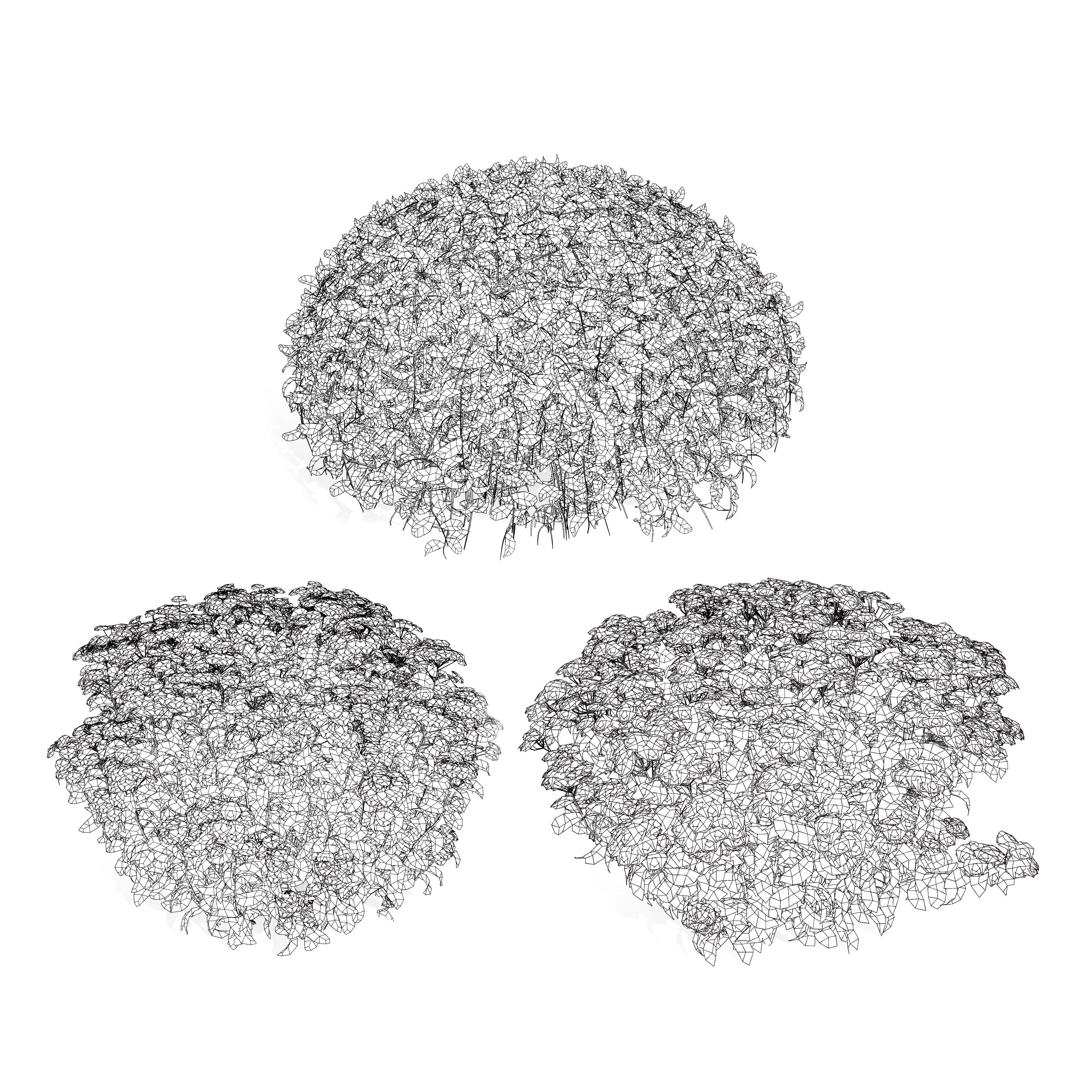 Goldmound Spiraea flowering plants Low-poly 3D model_12