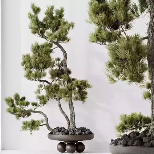 HousePlants Bonsai Pinus Pentaphylla Thunbergii08