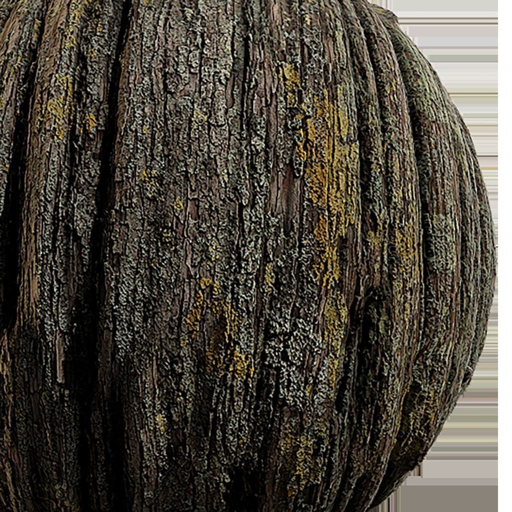 Bark Seamless Texture 2K - EXR 5 - JPG 5 Texture Texture_2