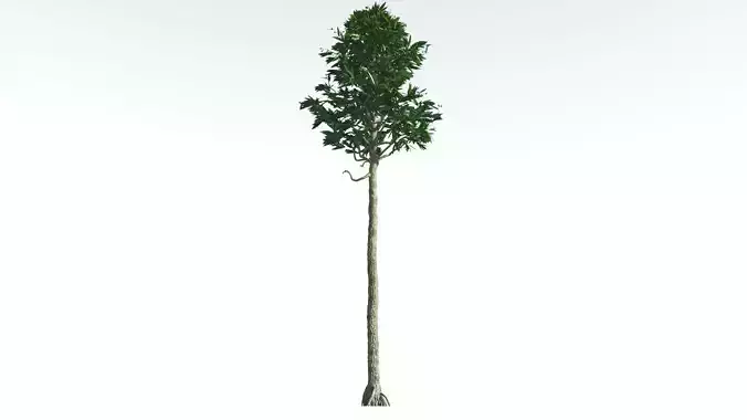 EVERYPlant Cordaites 2 --12 Models-- 3D model