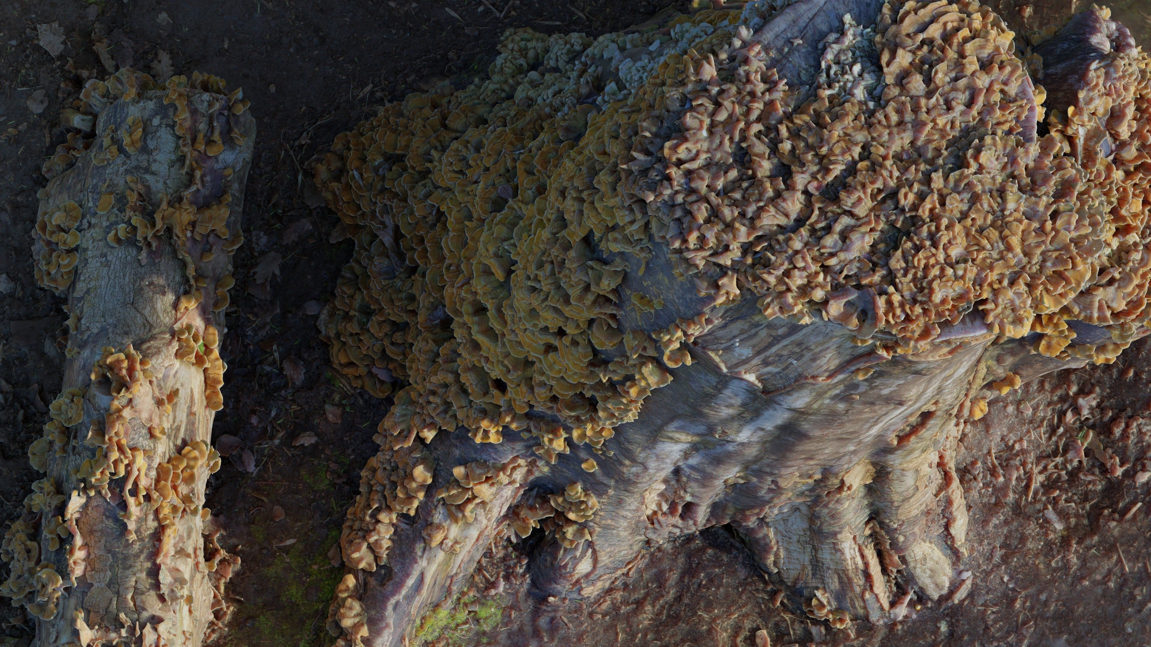 Photogrammetry Model of a Tree Stump with Bracket Fungi Low-poly 3D model_6