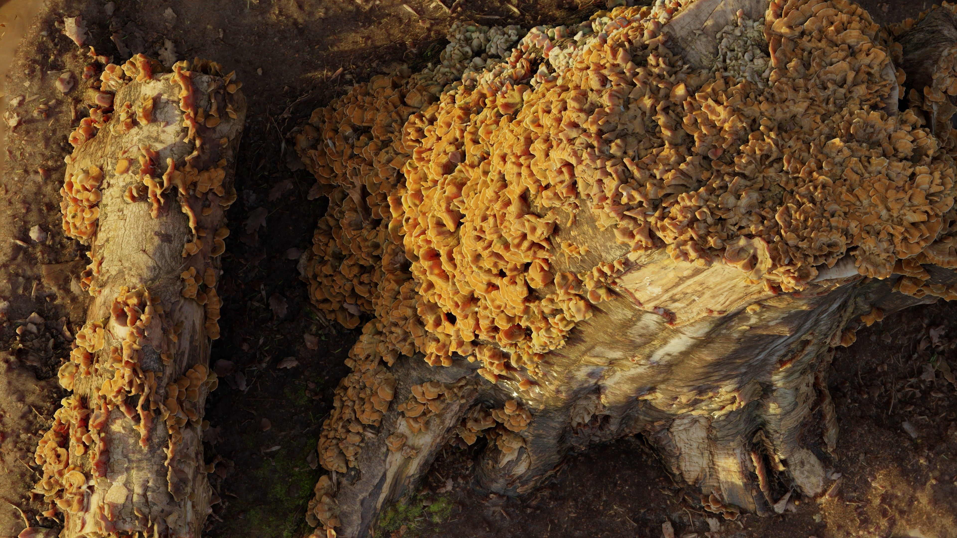 Photogrammetry Model of a Tree Stump with Bracket Fungi Low-poly 3D model_7