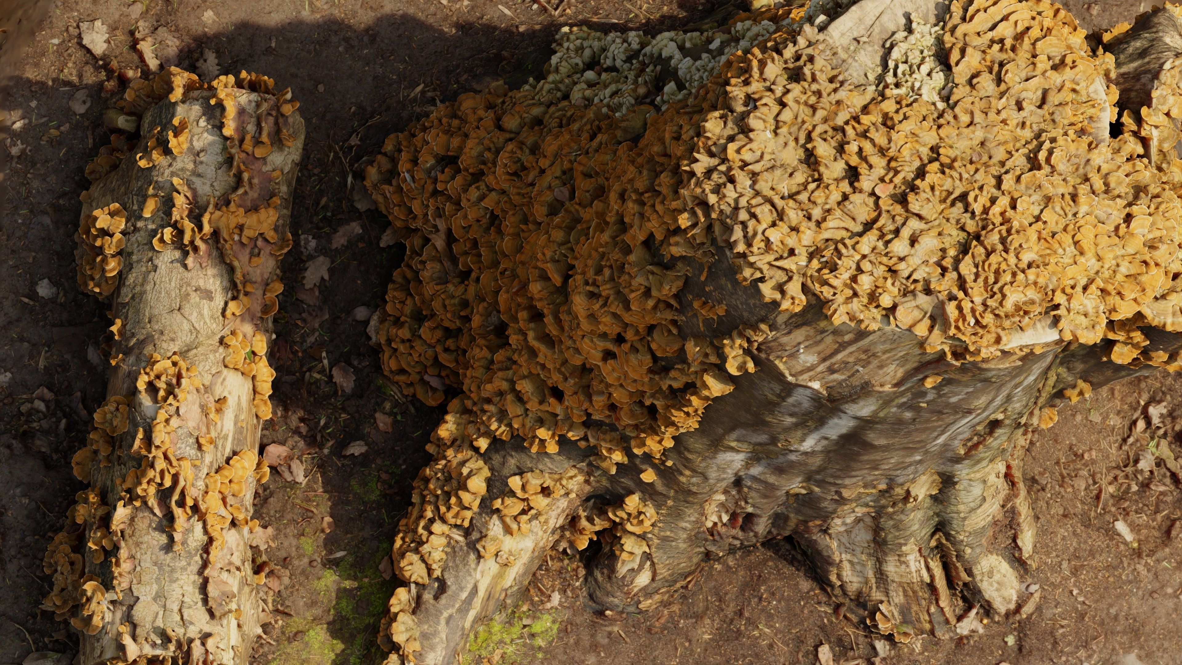 Photogrammetry Model of a Tree Stump with Bracket Fungi Low-poly 3D model_9