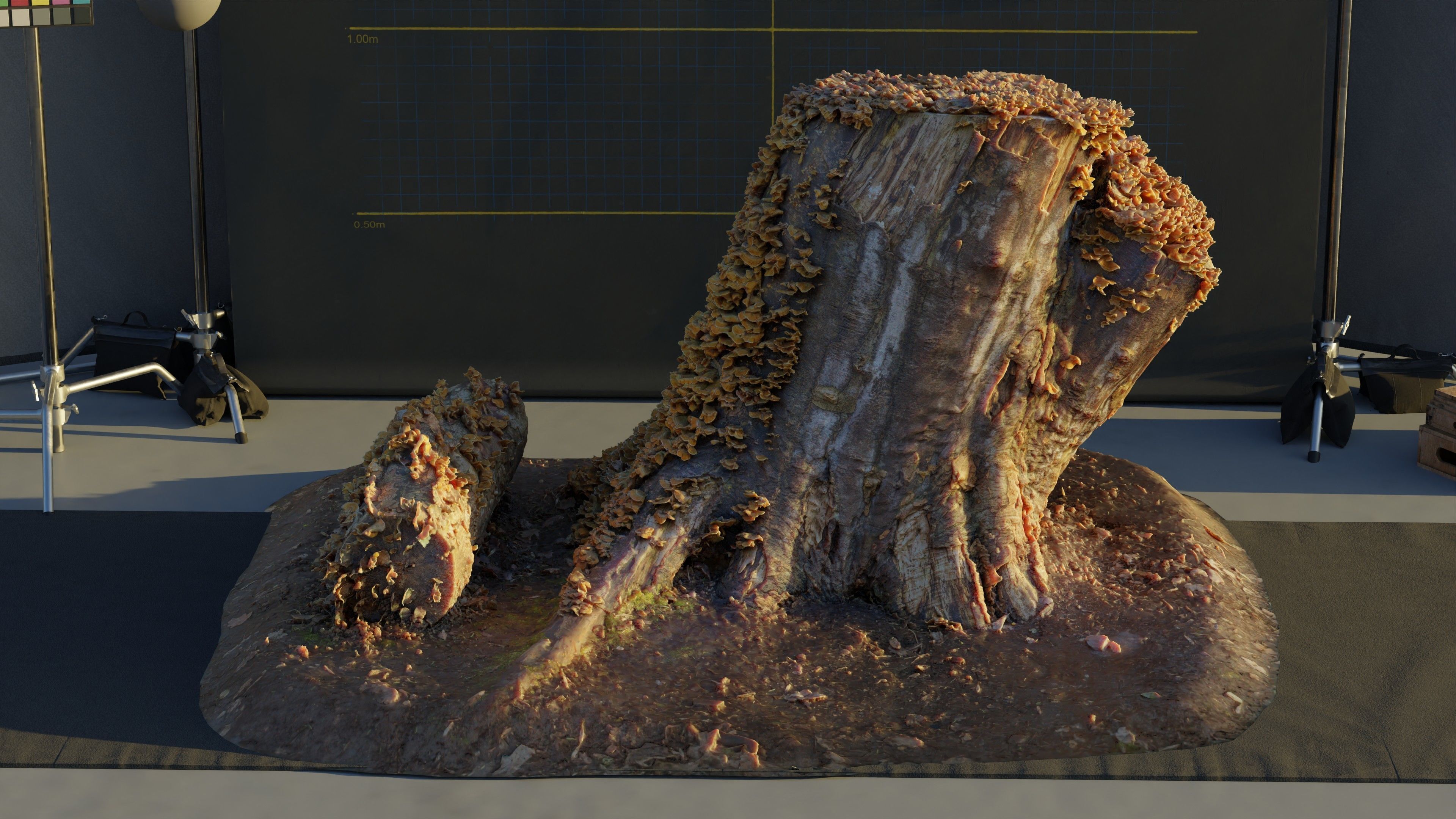 Photogrammetry Model of a Tree Stump with Bracket Fungi Low-poly 3D model_4