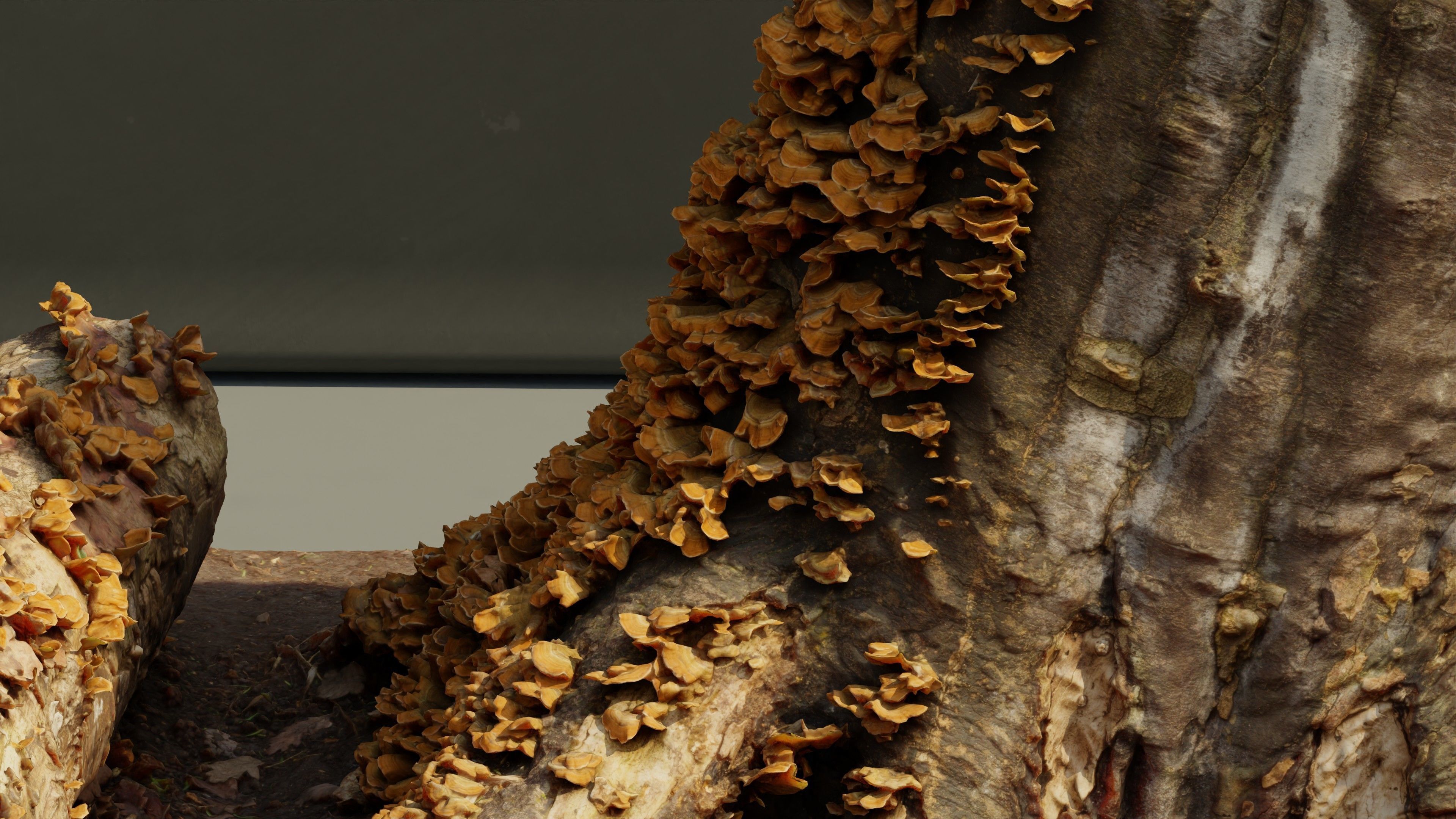 Photogrammetry Model of a Tree Stump with Bracket Fungi Low-poly 3D model_8