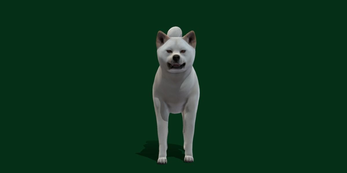 Kishu Inu Japan Dog Breed  3D model_2