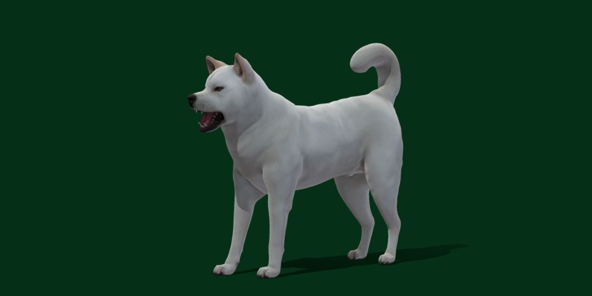Kishu Inu Japan Dog Breed  3D model_17