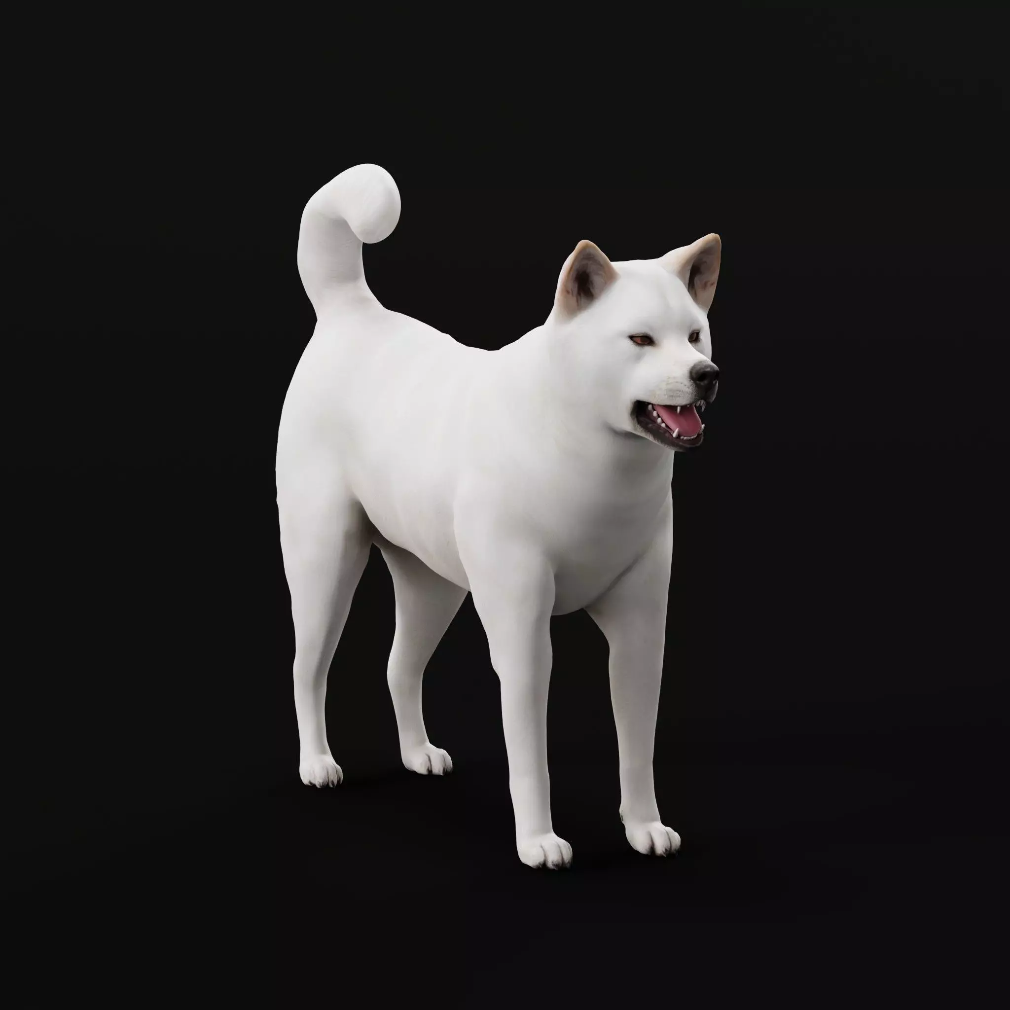 Kishu Inu Japan Dog Breed  3D model_0