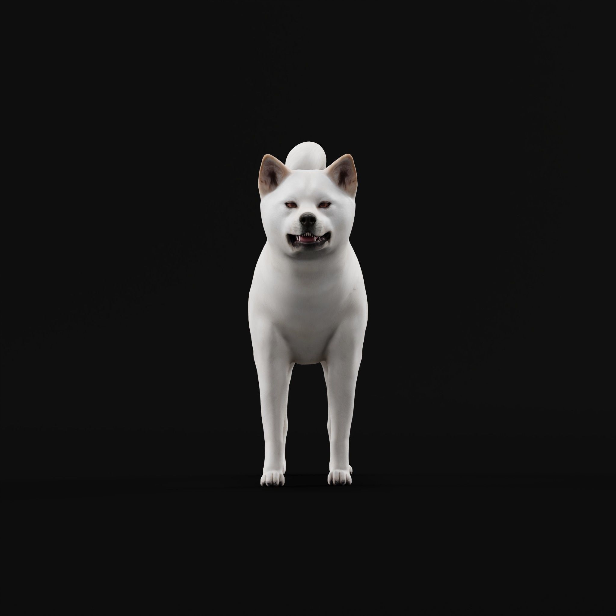 Kishu Inu Japan Dog Breed  3D model_18