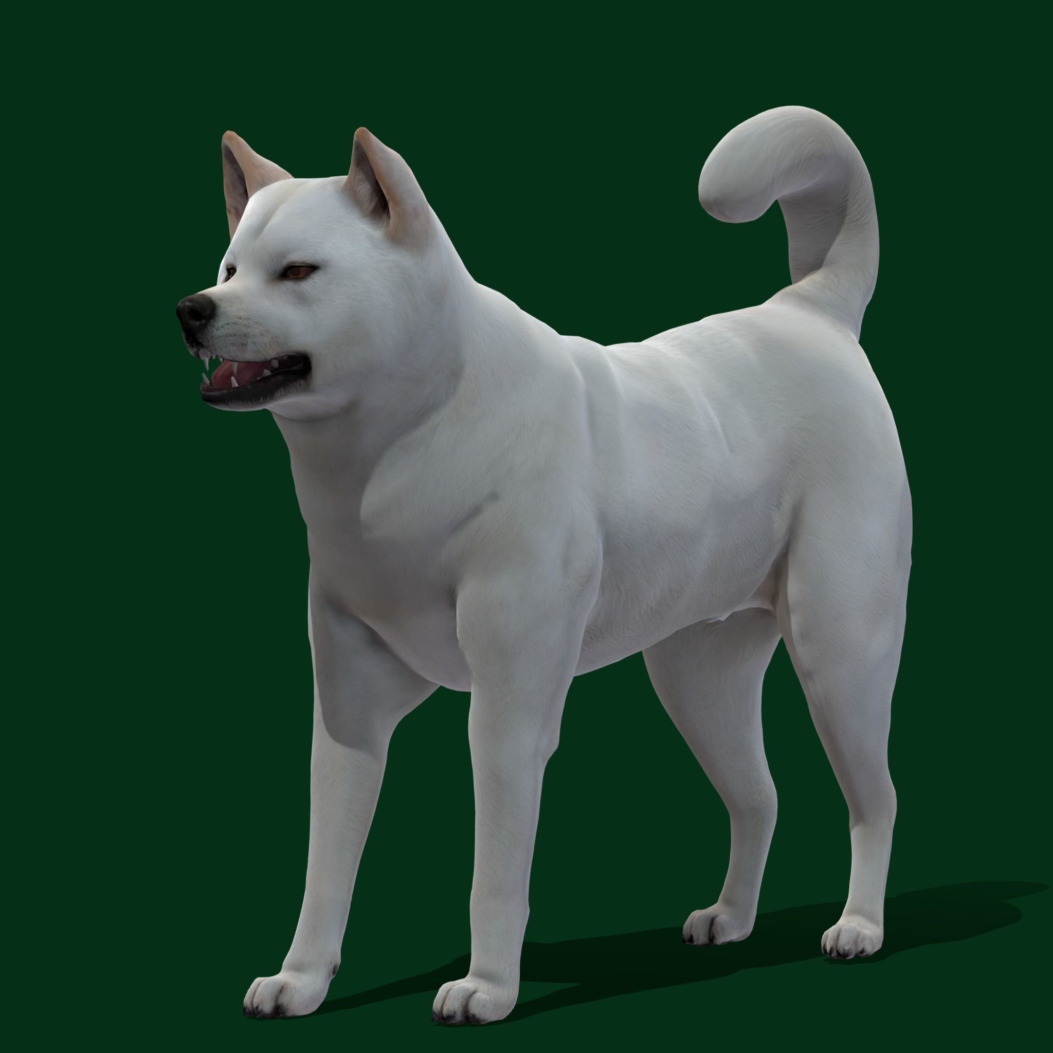 Kishu Inu Japan Dog Breed  3D model_8
