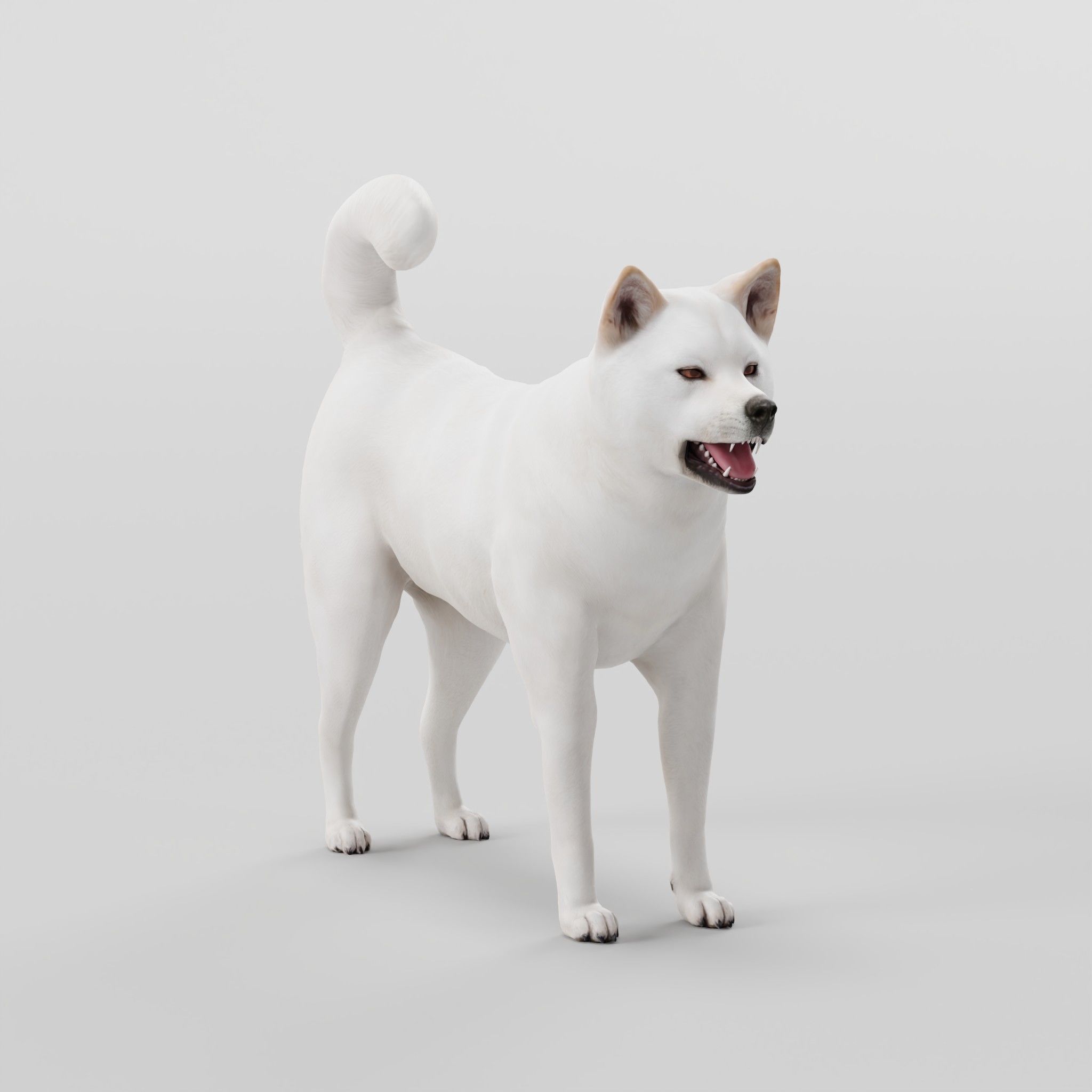 Kishu Inu Japan Dog Breed  3D model_21
