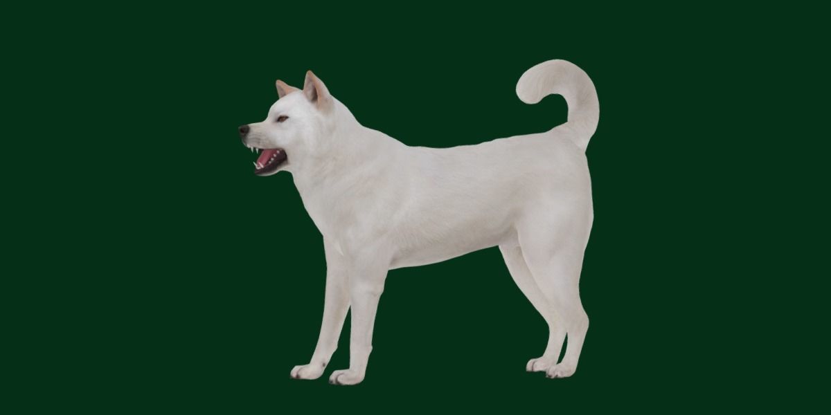 Kishu Inu Japan Dog Breed  3D model_11