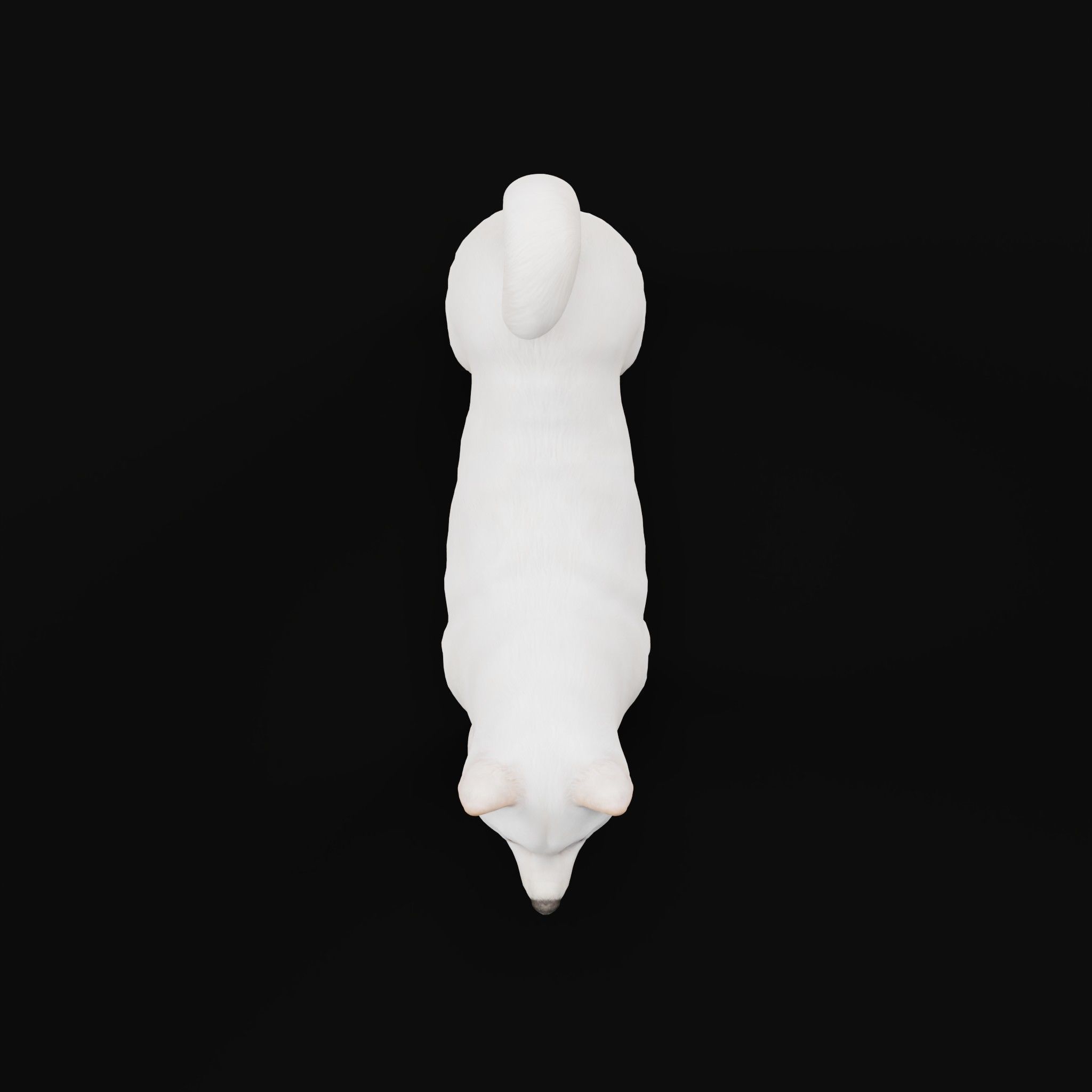 Kishu Inu Japan Dog Breed  3D model_20