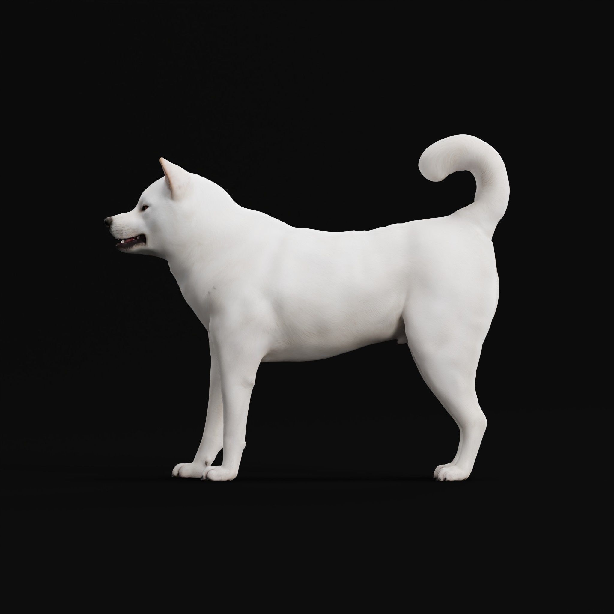 Kishu Inu Japan Dog Breed  3D model_19